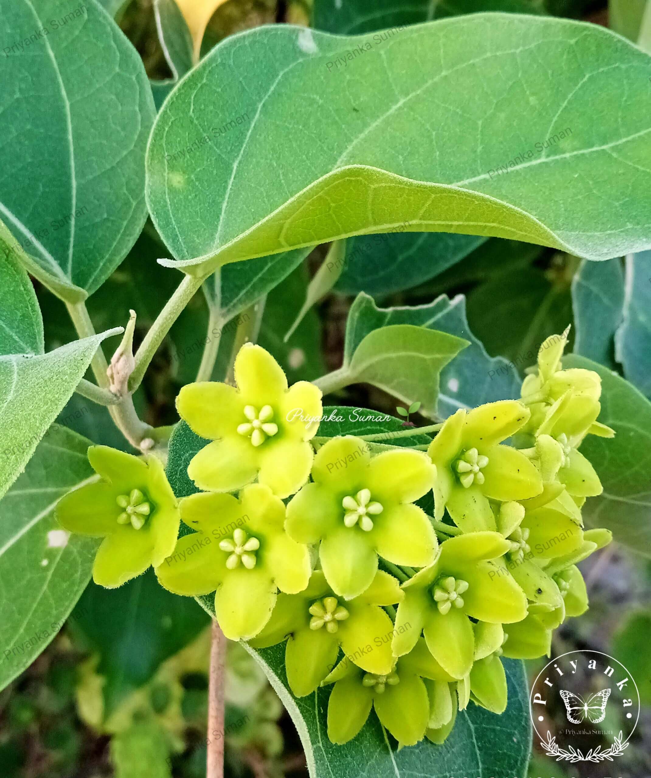 Marsdenia volubilis