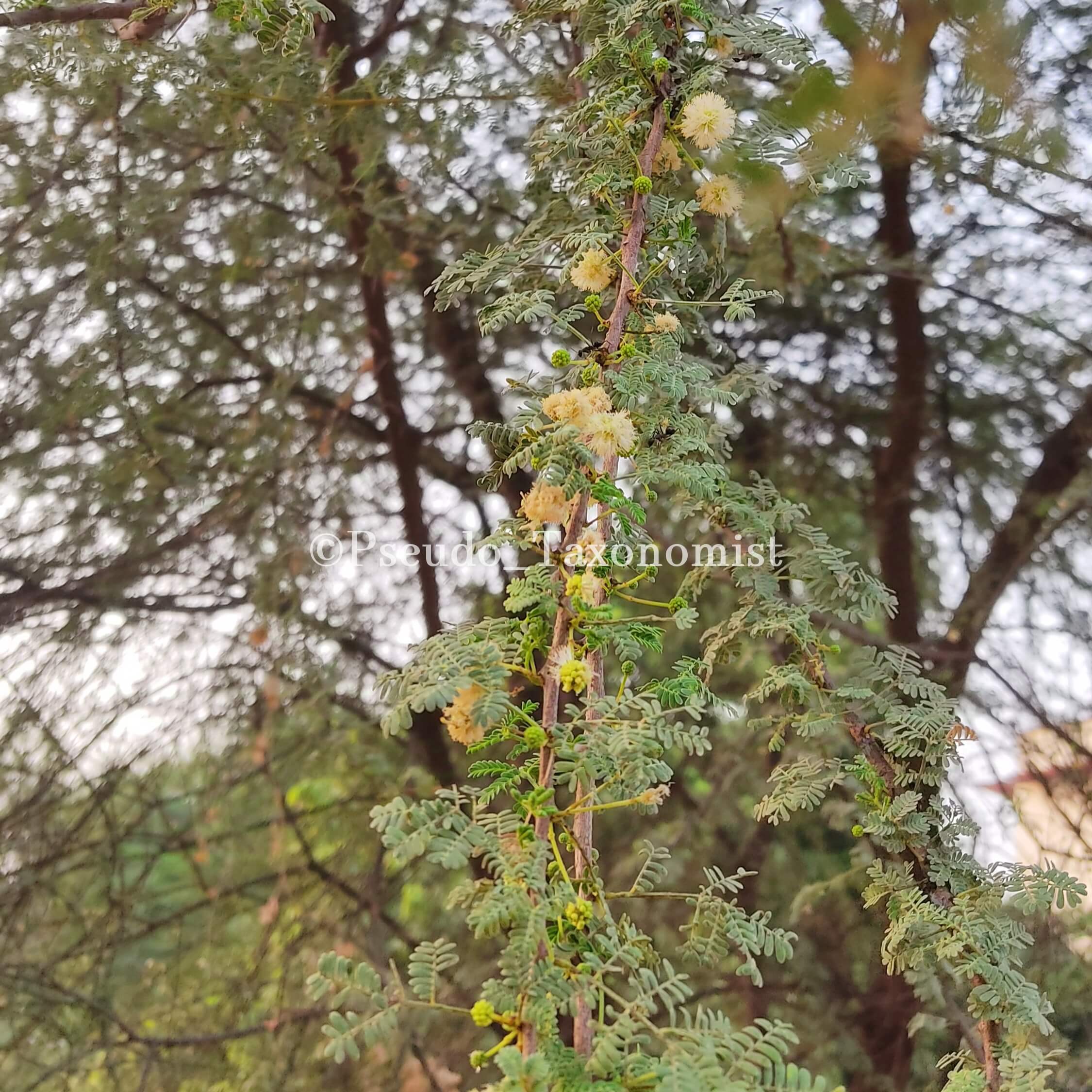 Vachellia tortilis