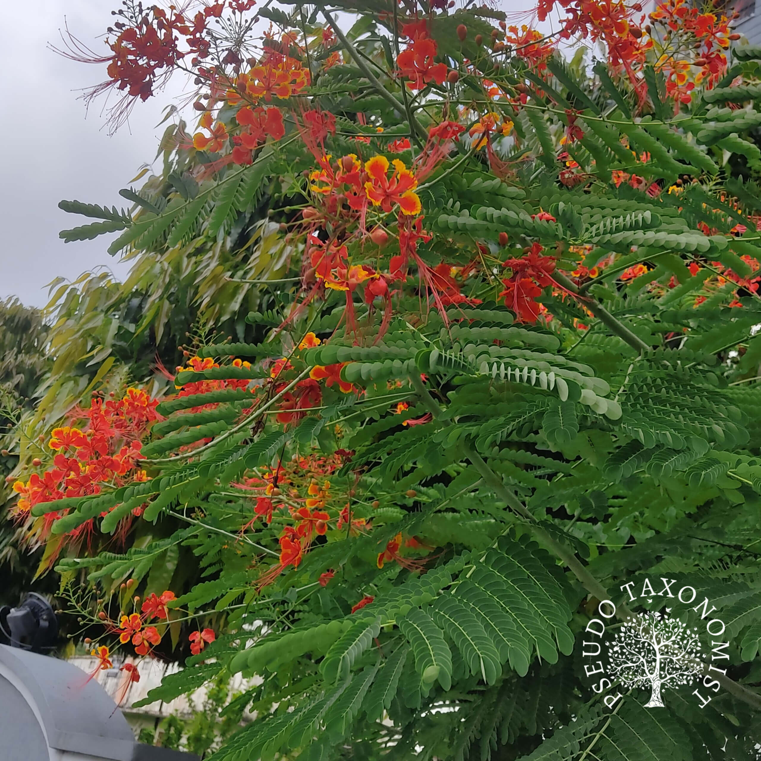 Caesalpinia pulcherrima