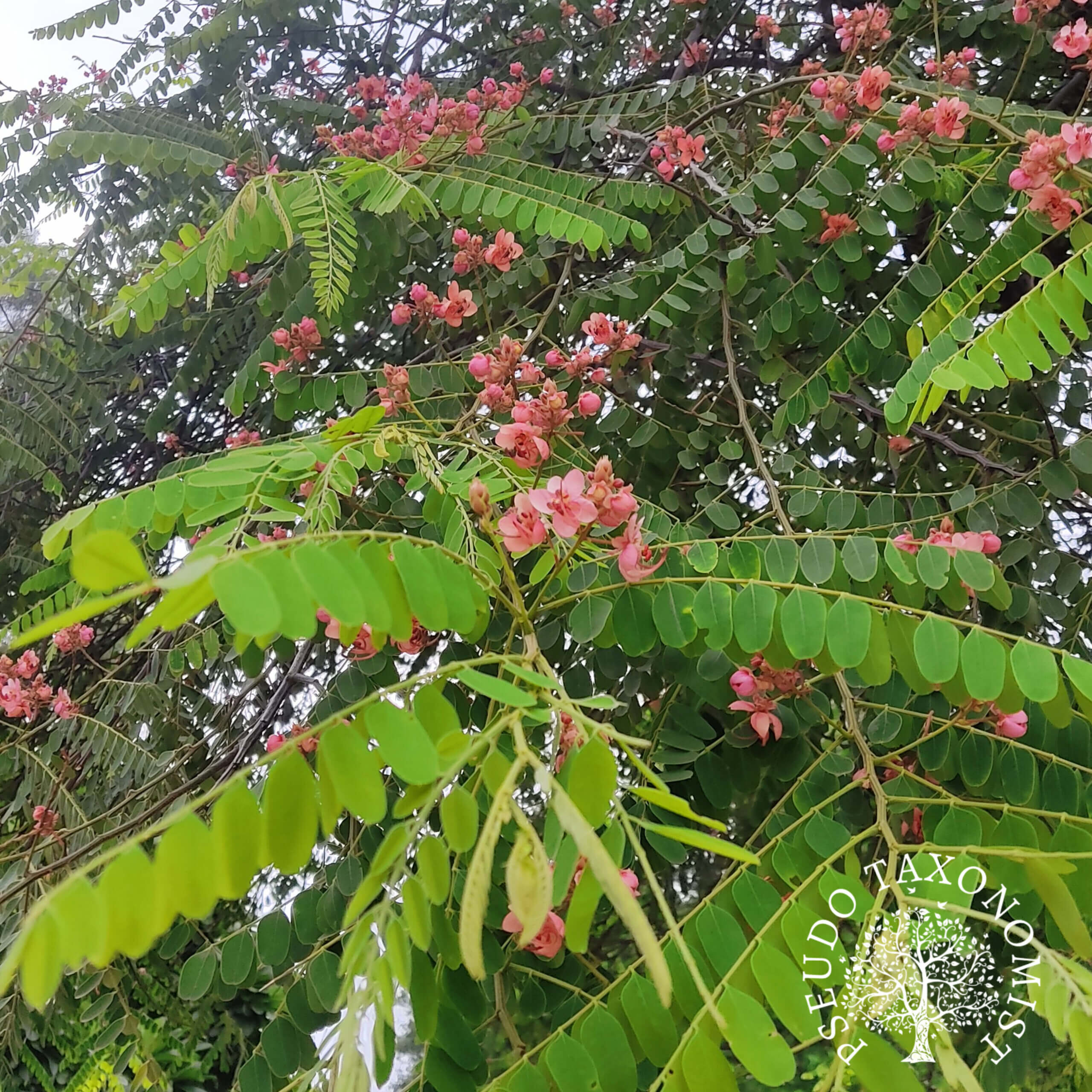 Cassia roxburghii