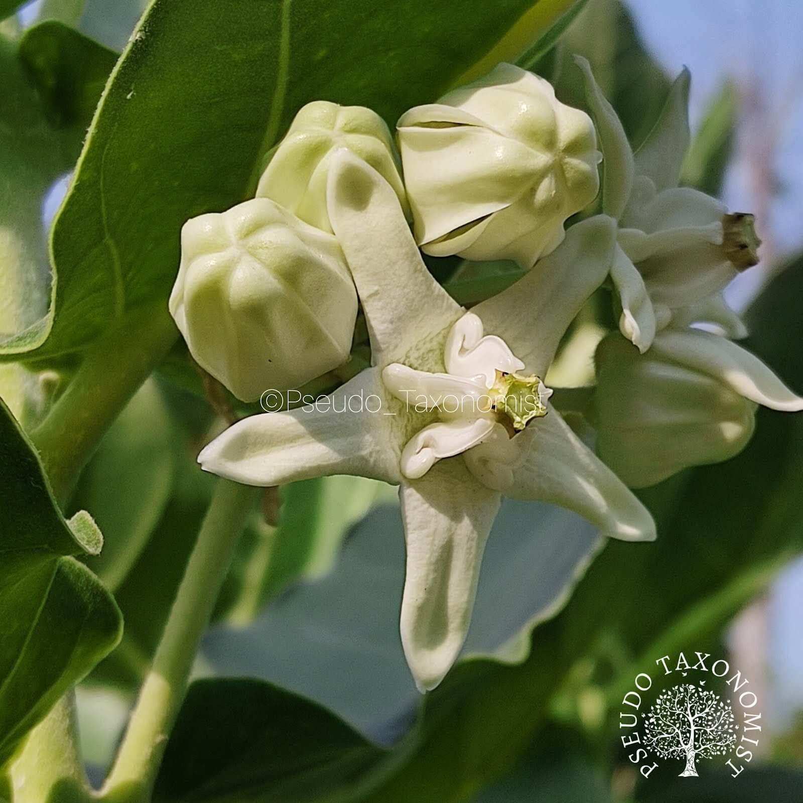 Calotropis gigantea