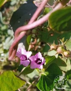 Ipomoea triloba 4