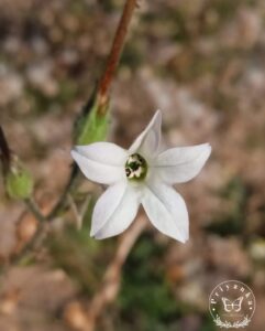 Nicotiana alata Link & Otto 4