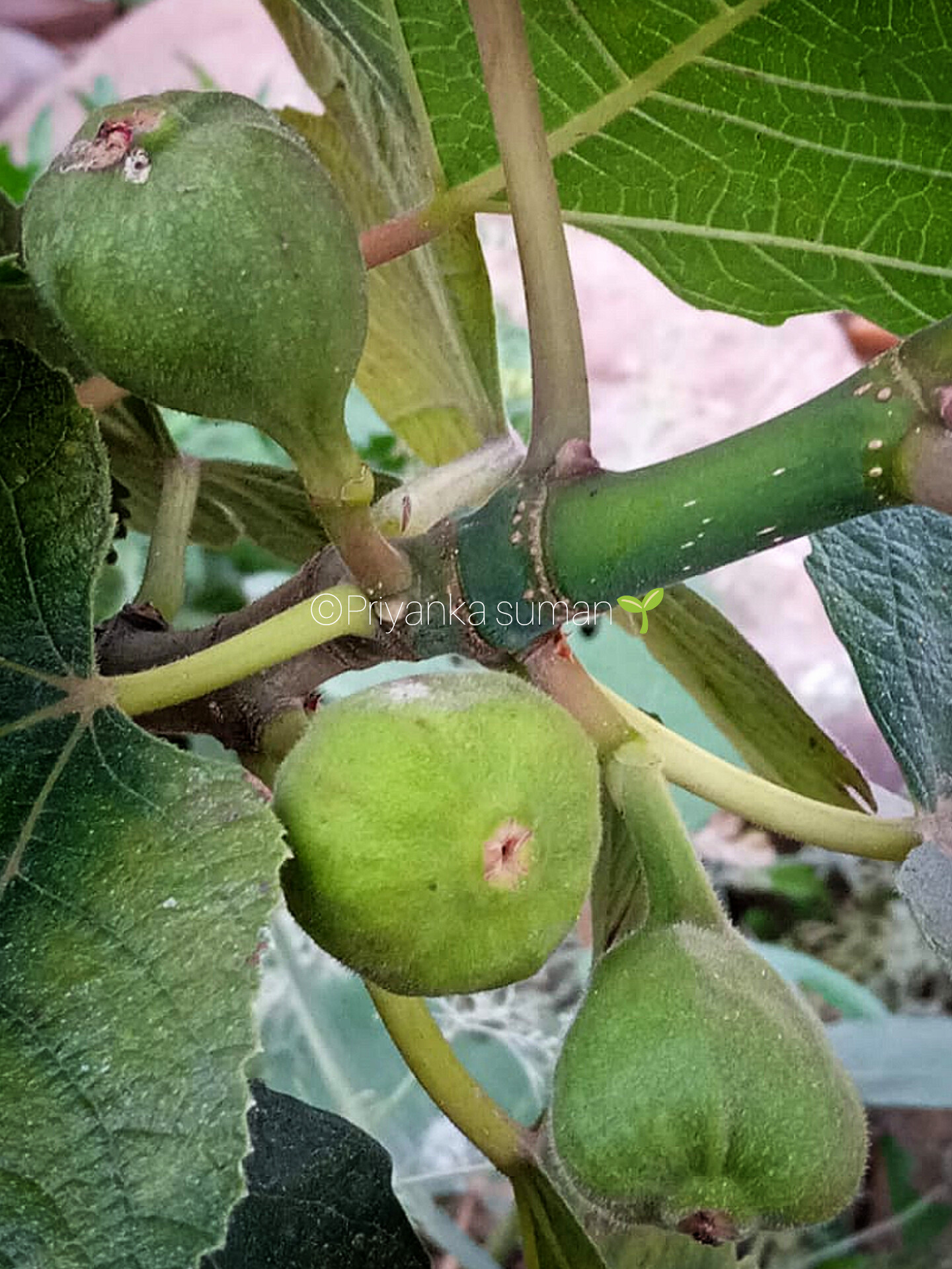 Ficus carica L