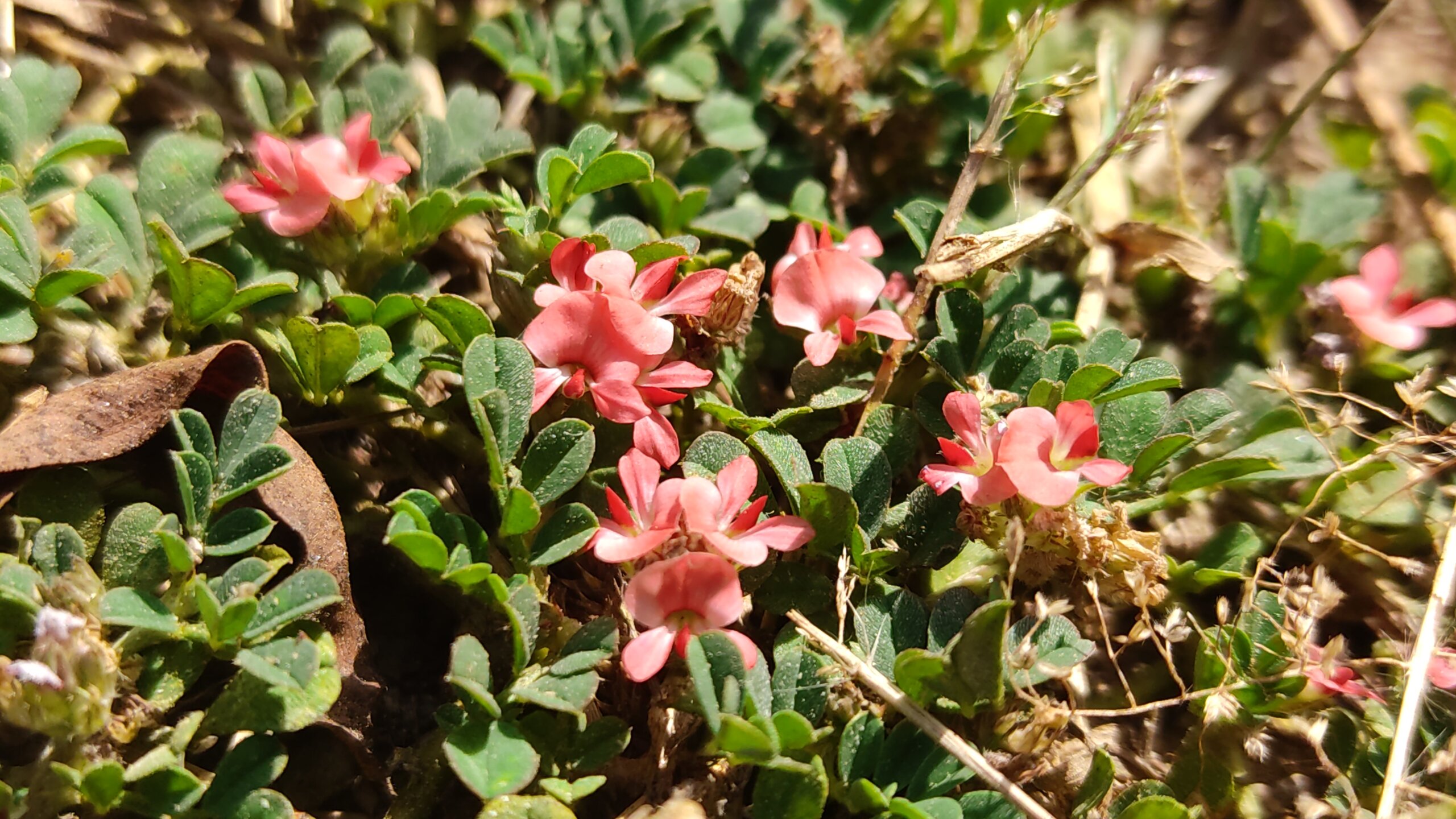 Indigofera linnaei 1