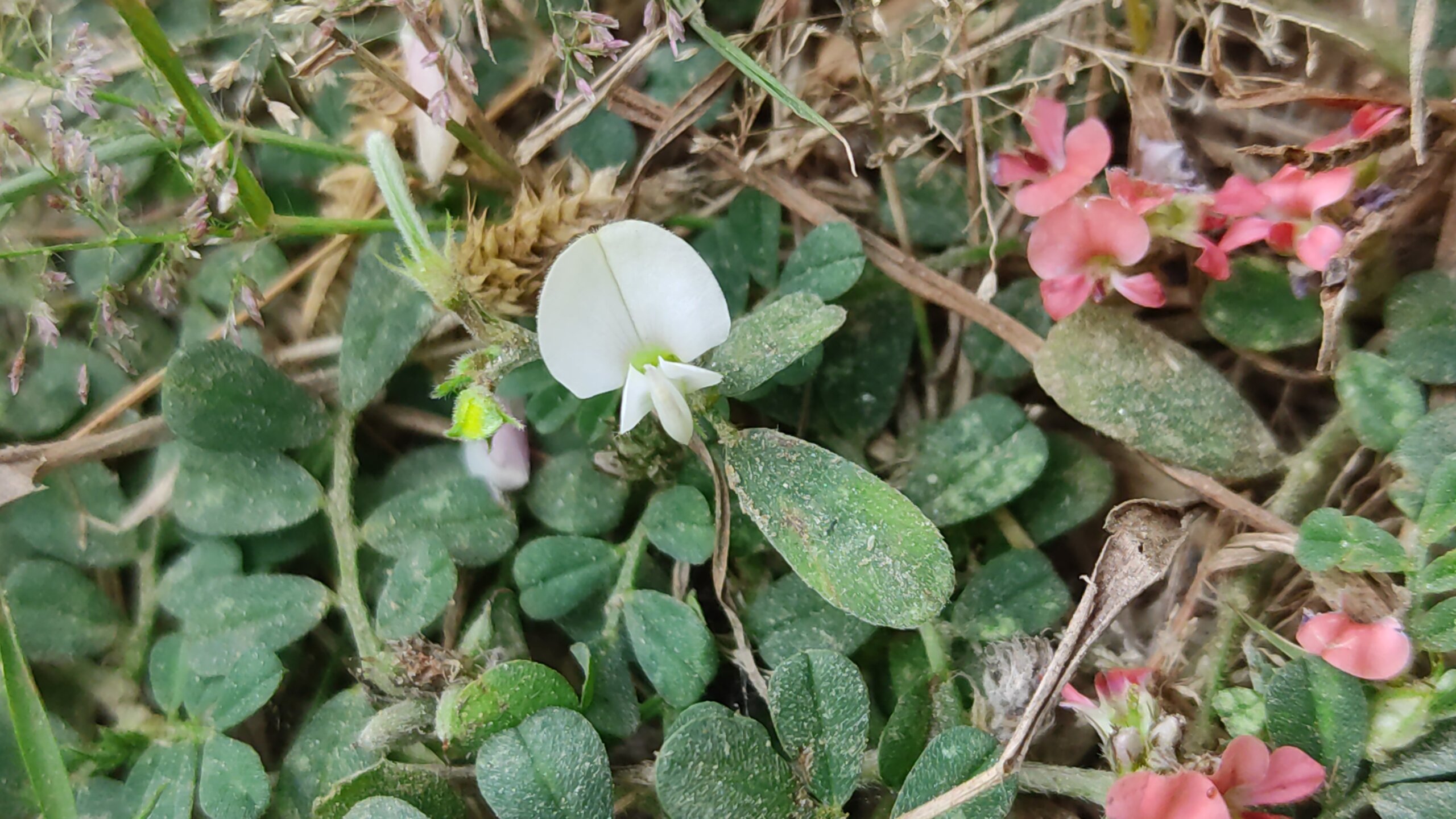 Tephrosia pumila 1