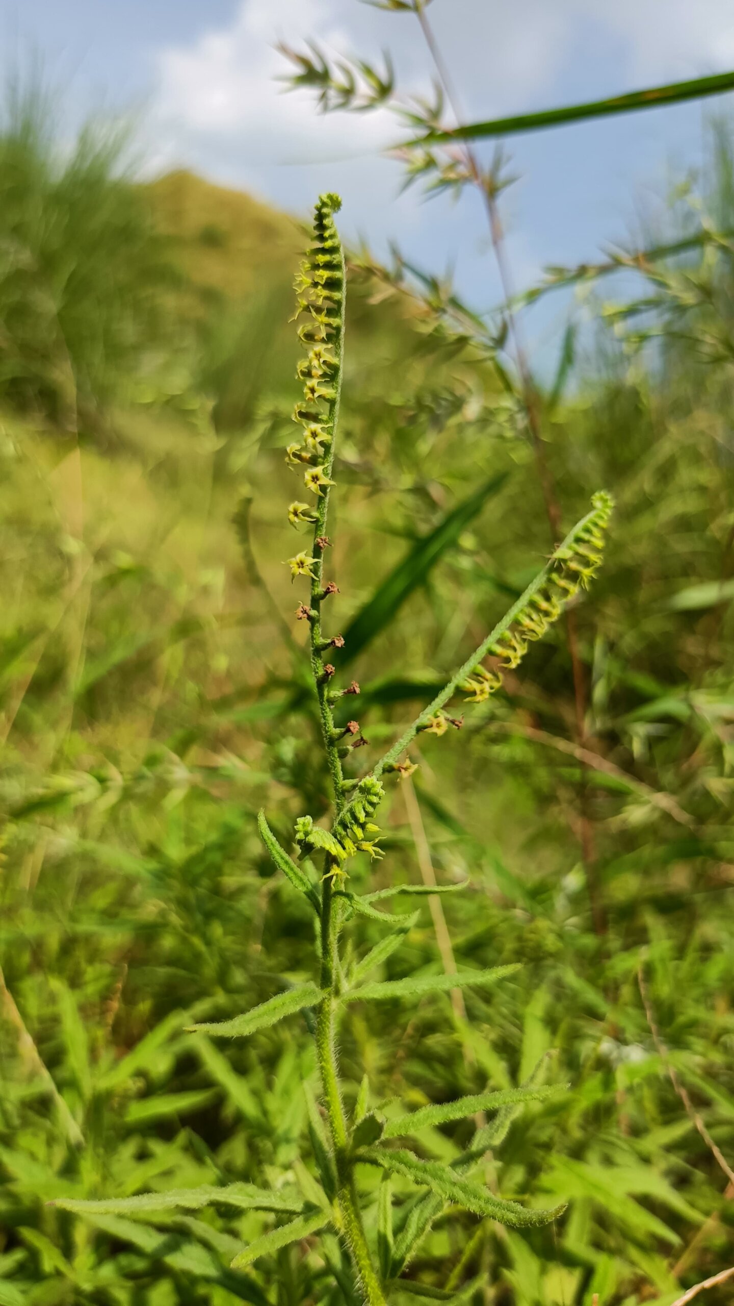 Heliotropium zeylanicum