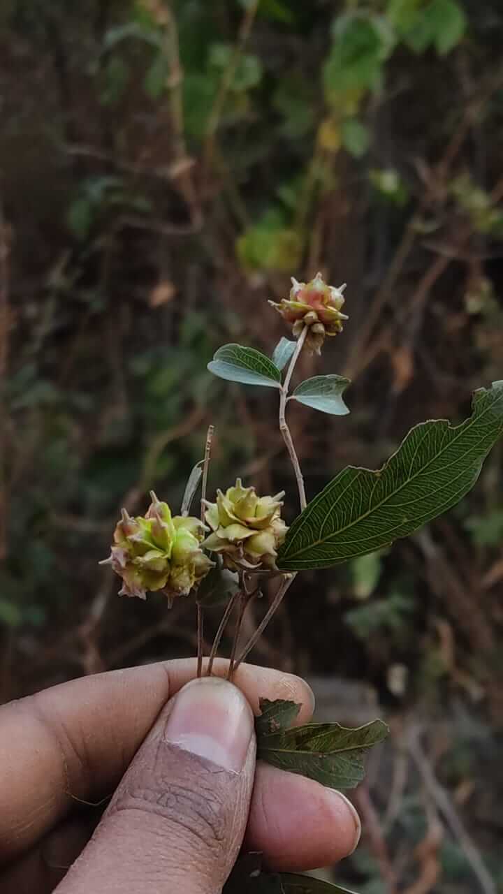 Anogeissus pendula plant in Rajasthan