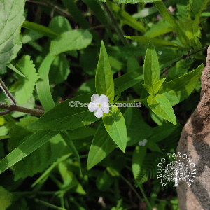 Catharanthus pusillus