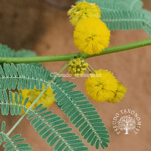 Acacia nilotica