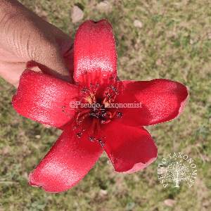 Bombax ceiba