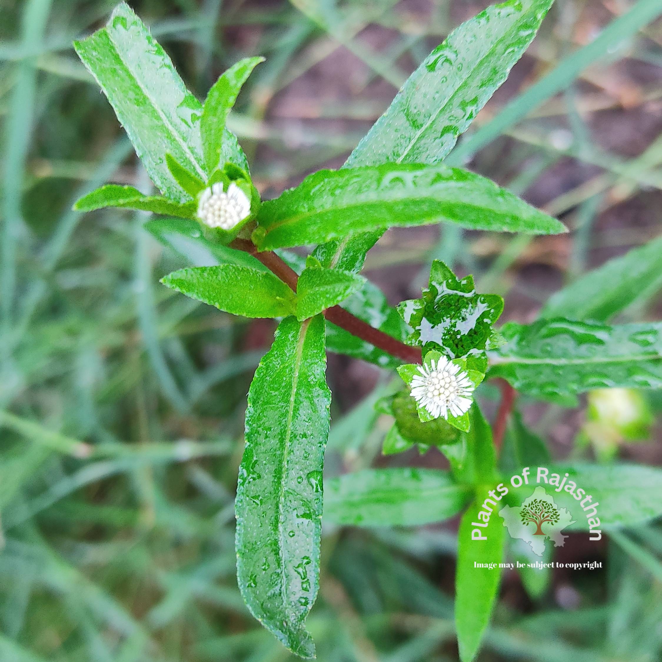 Eclipta erecta, Eclipta alba, Eclipta punctata