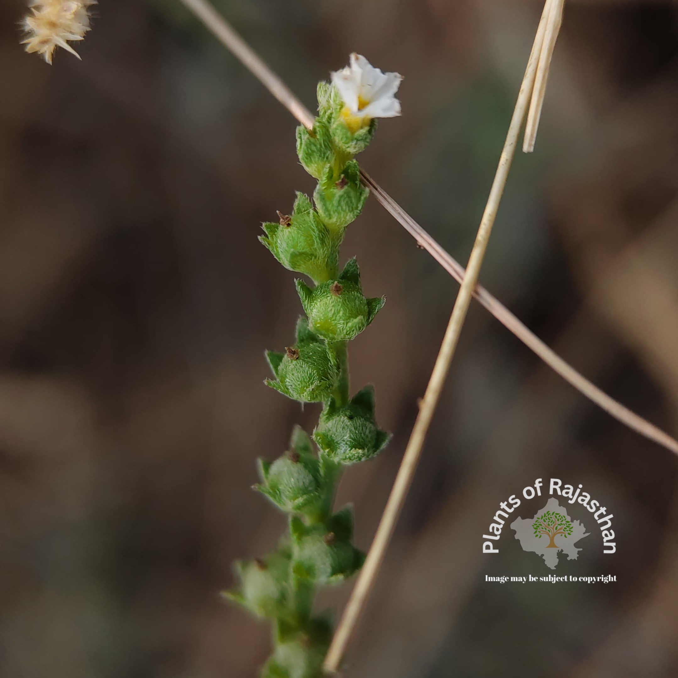 Heliotropium strigosum