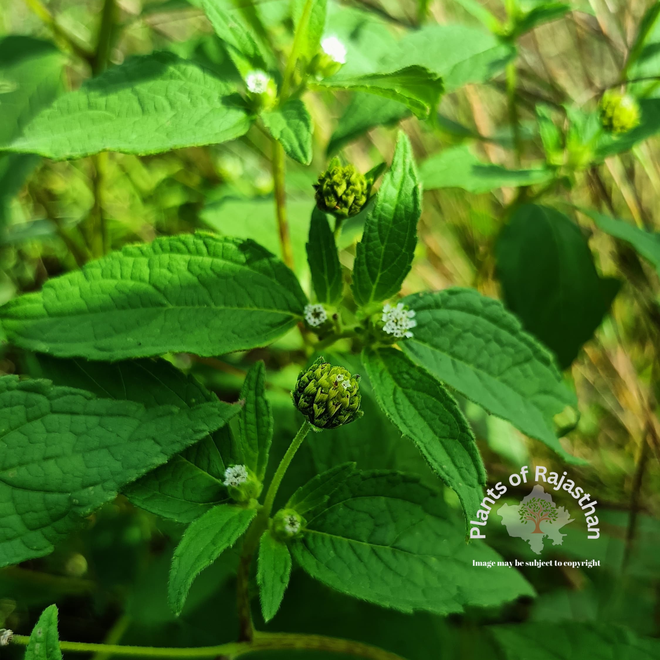 Blainvillea acmella