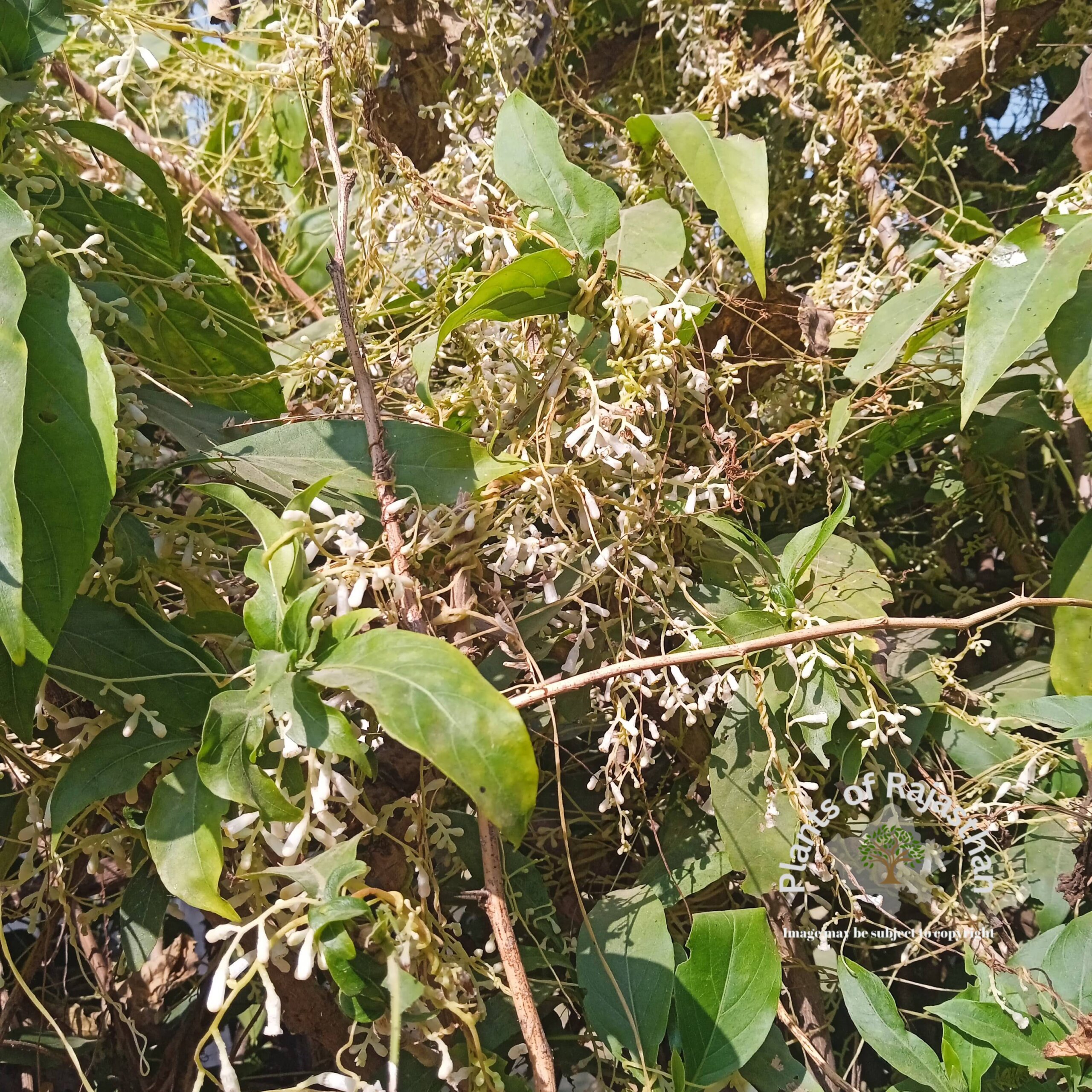 Cuscuta reflexa