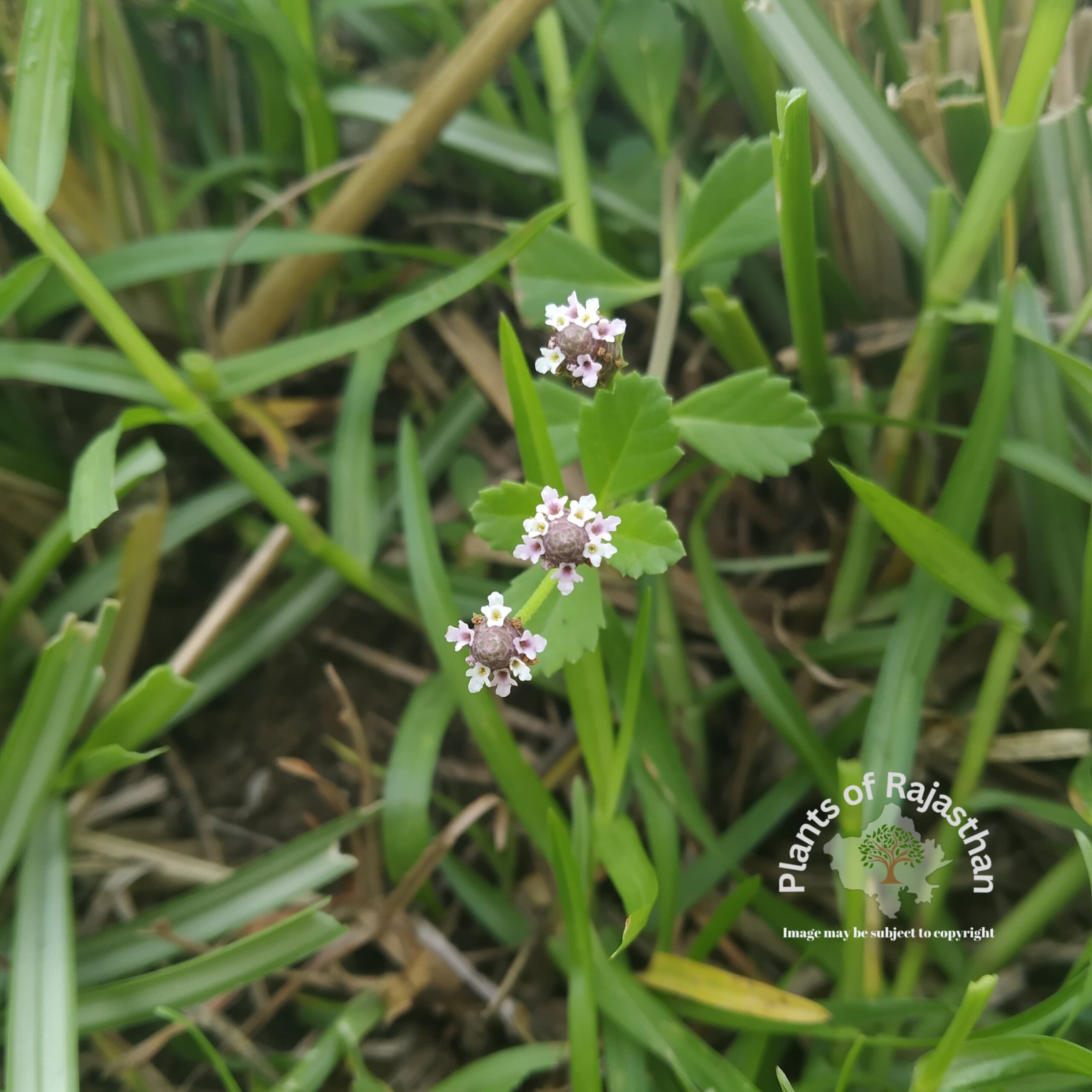 Phyla nodiflora