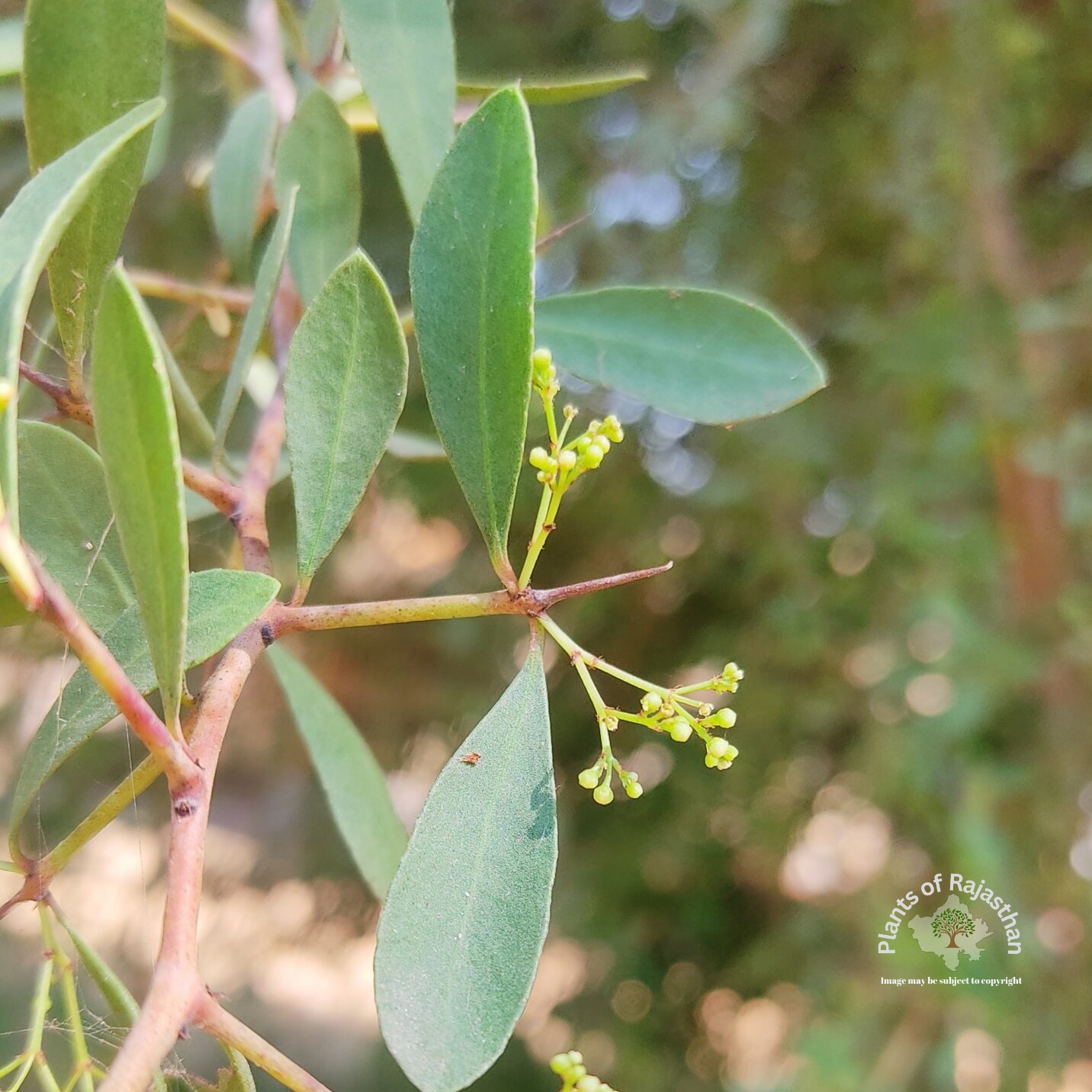 Maytenus senegalensis (Lam.) Exell