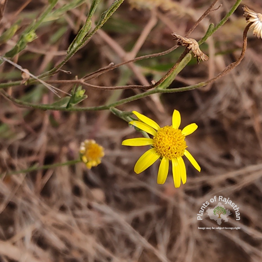 Pulicaria wightiana (DC.) C.B.Clarke