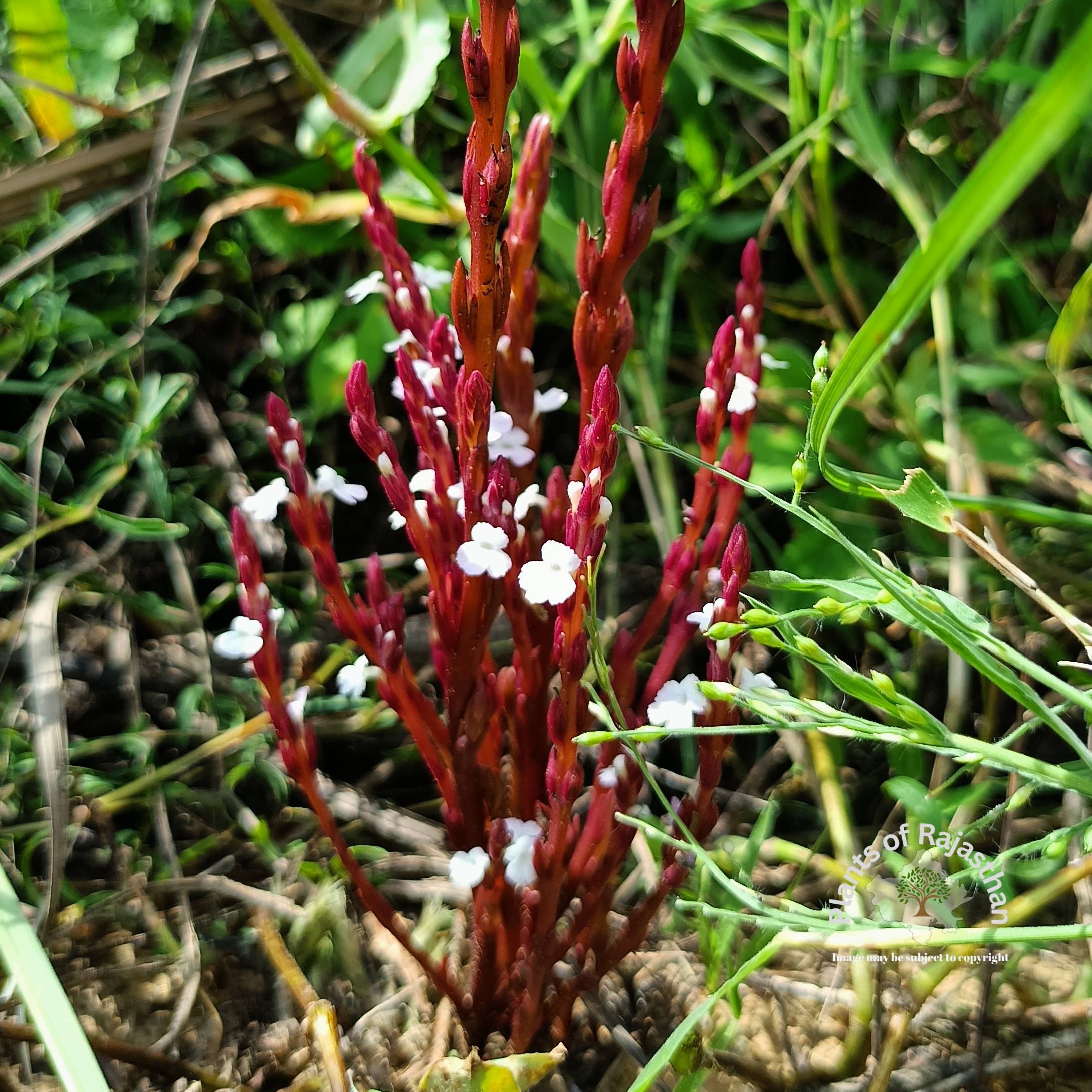 Indigo witchweed, Tobacco witchweed