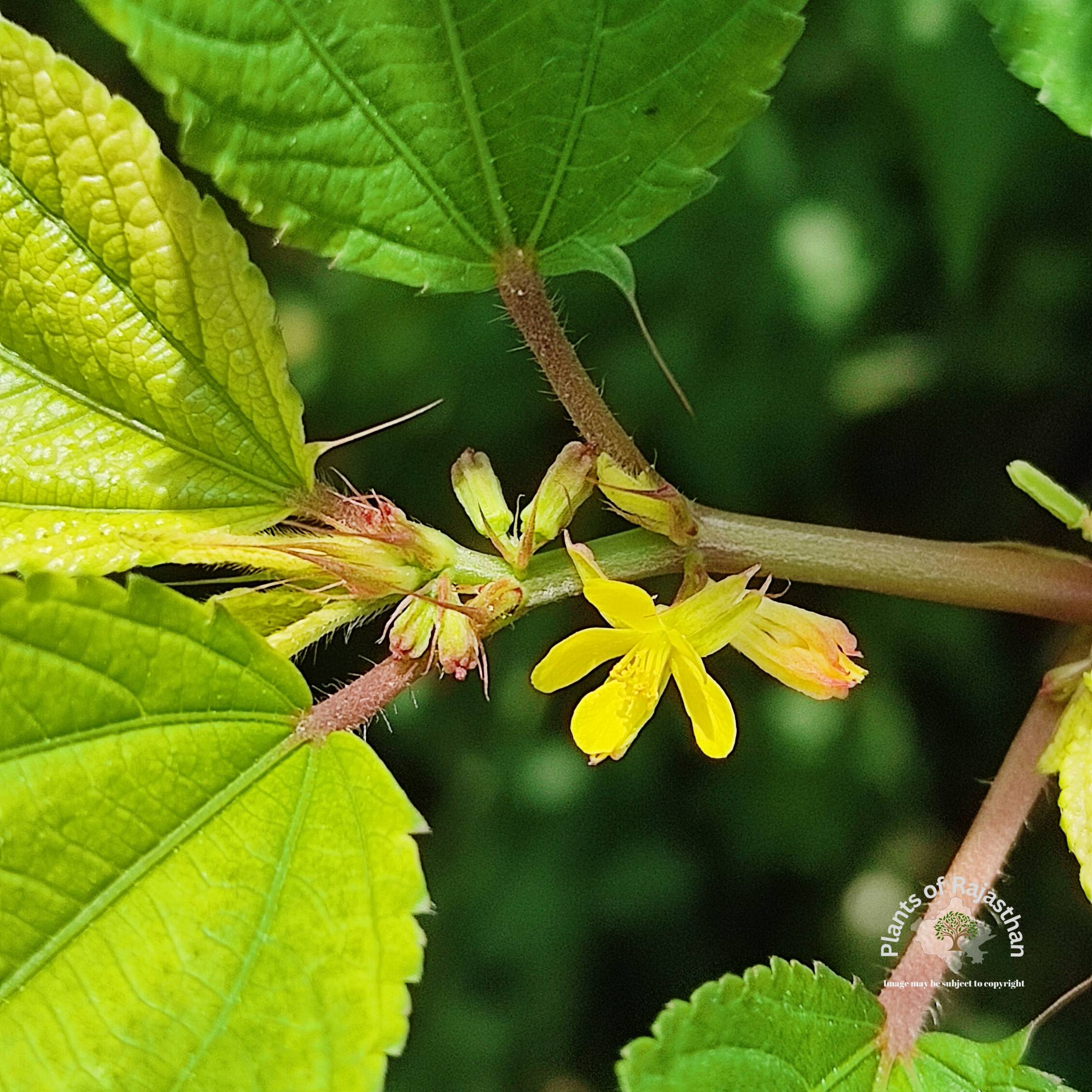 Corchorus aestuans L.