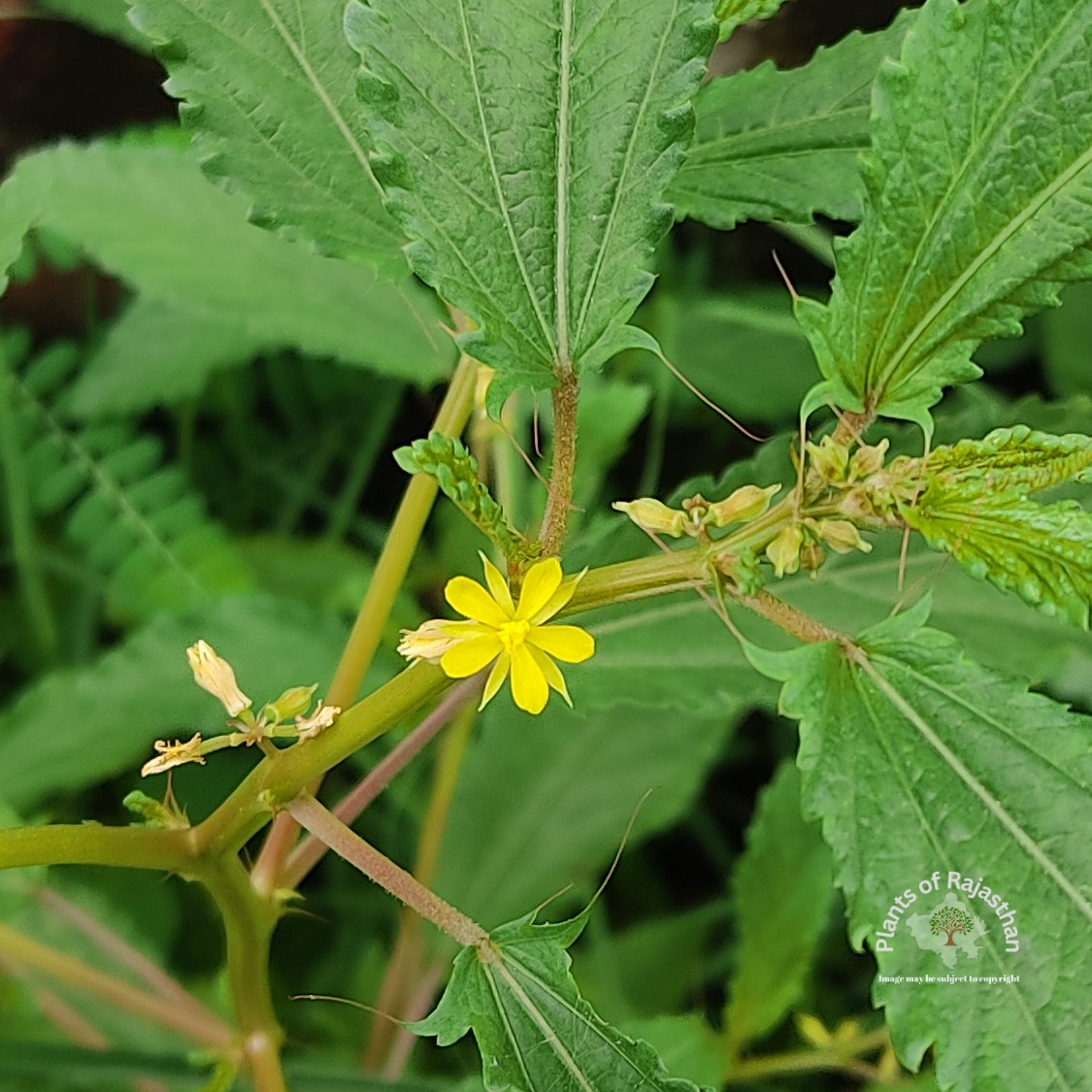 Corchorus tridens L.