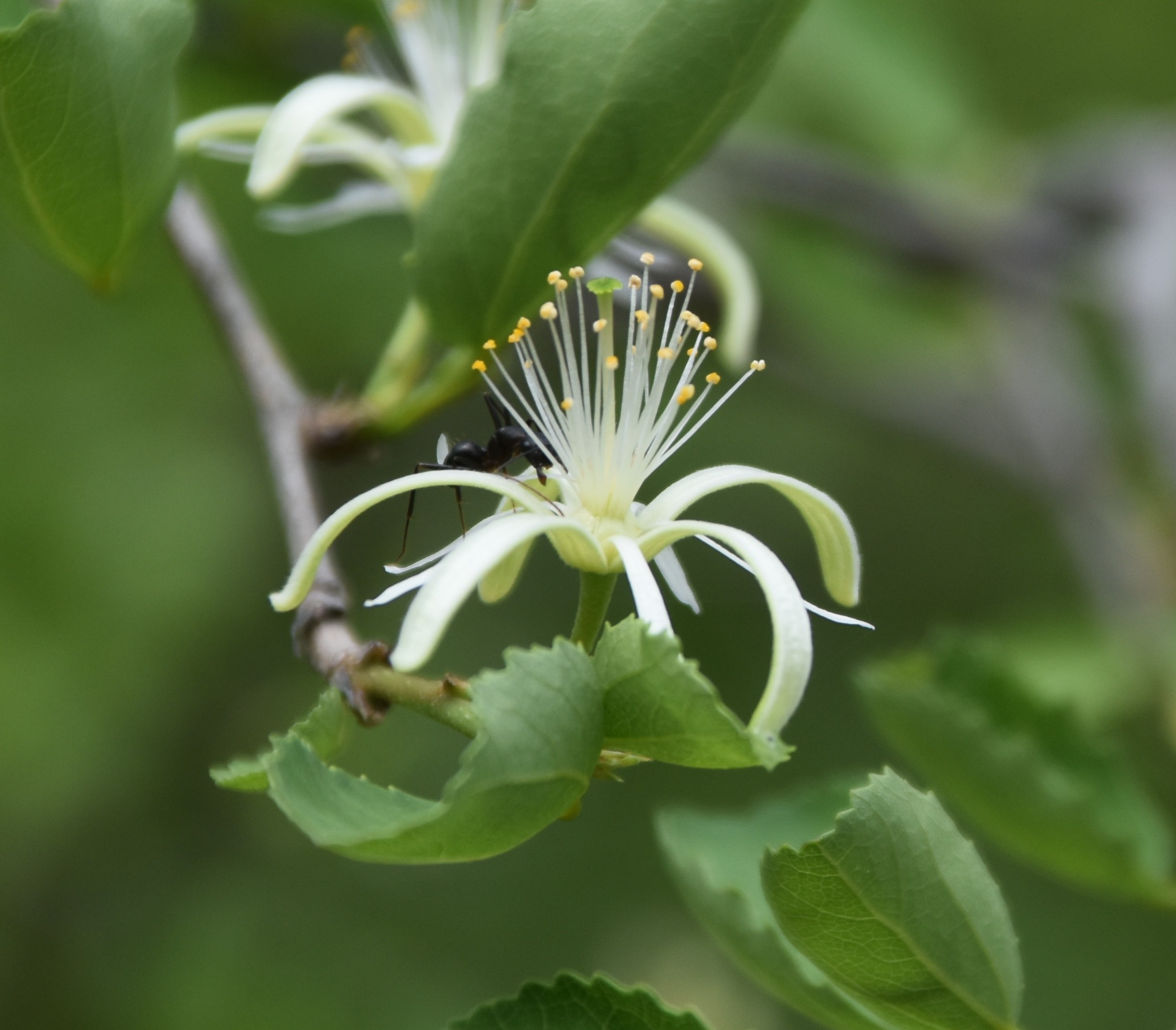 single flower