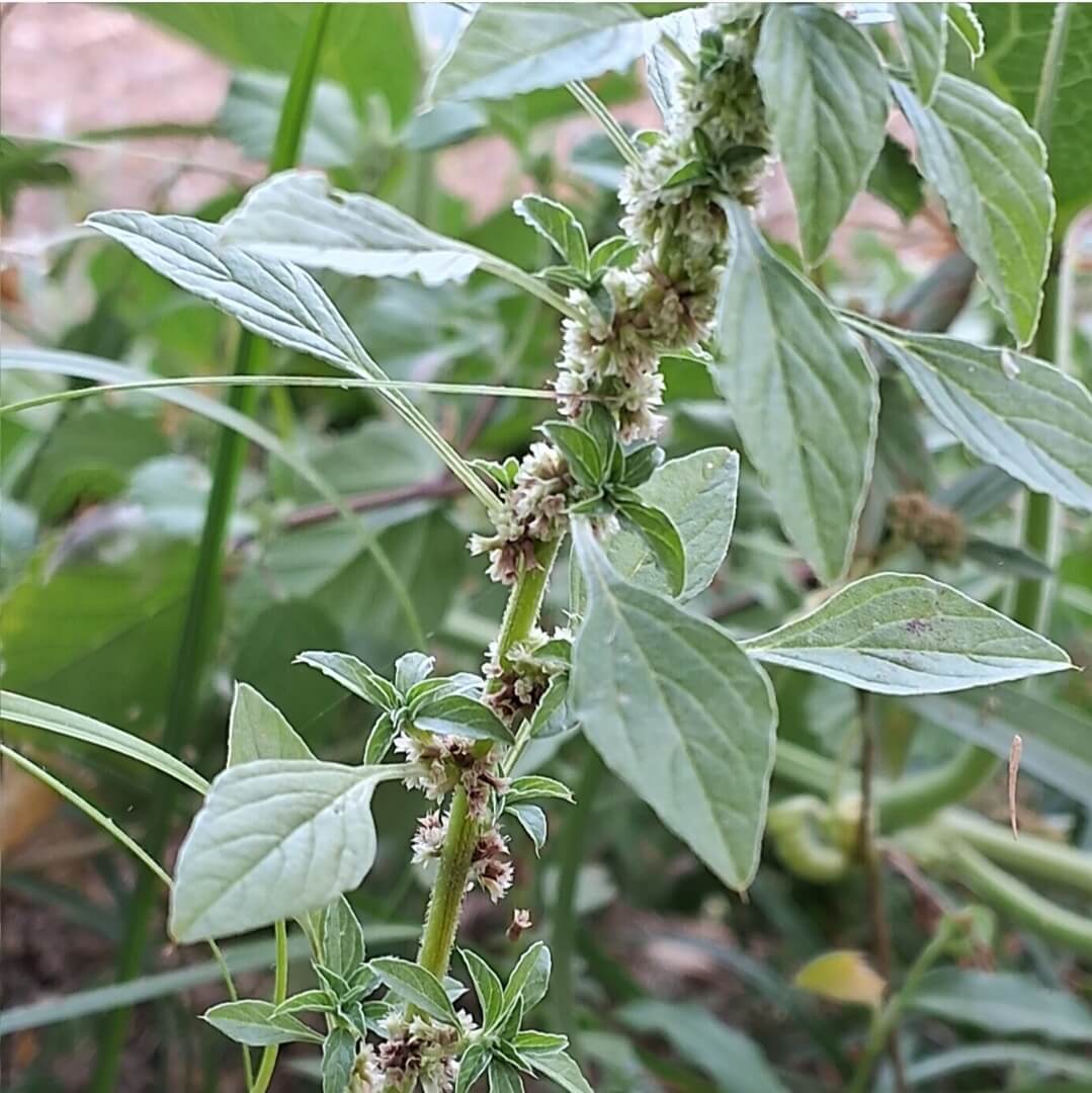 Leaves and Inflorescence