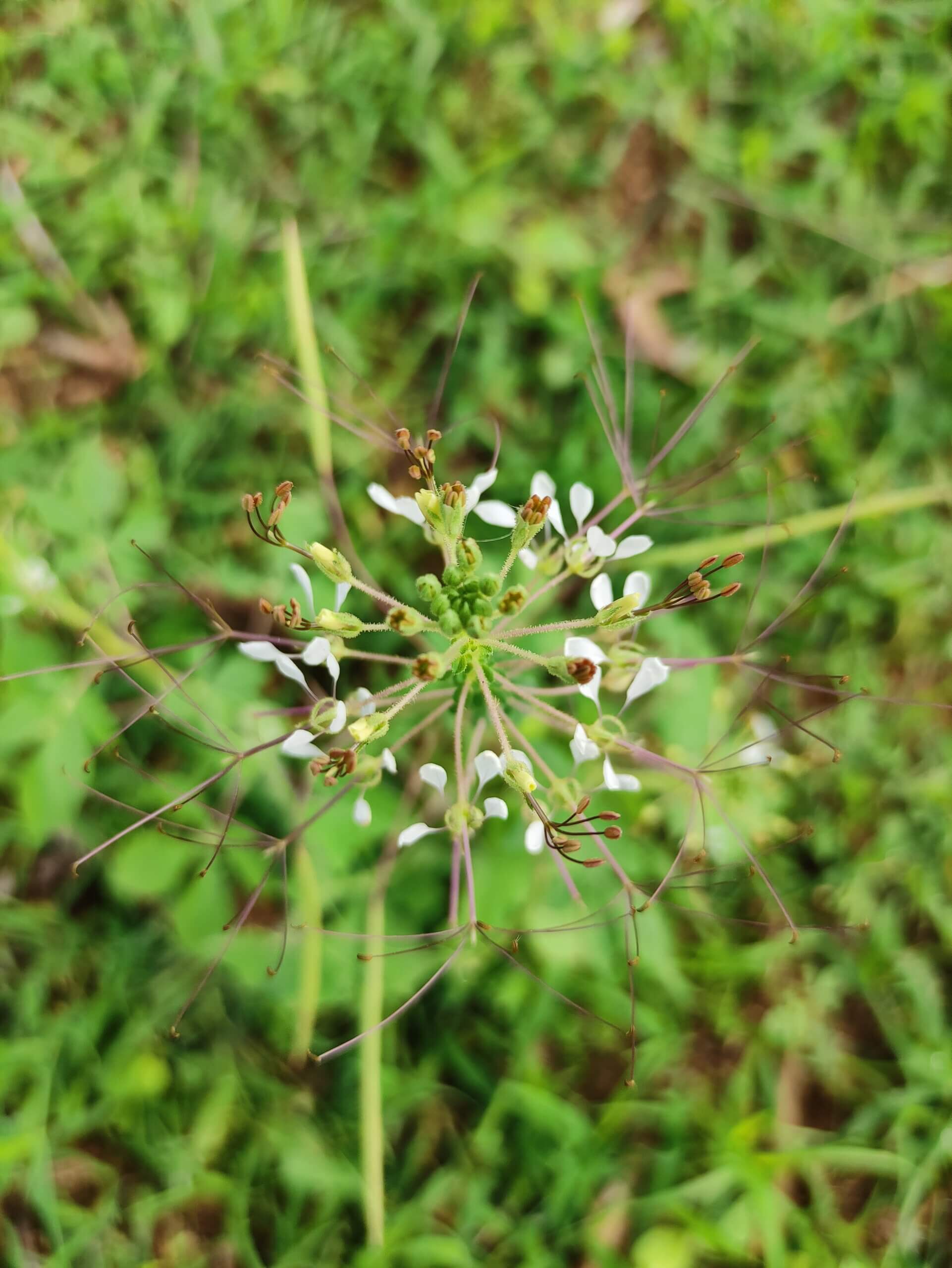 Cleome gynandra.