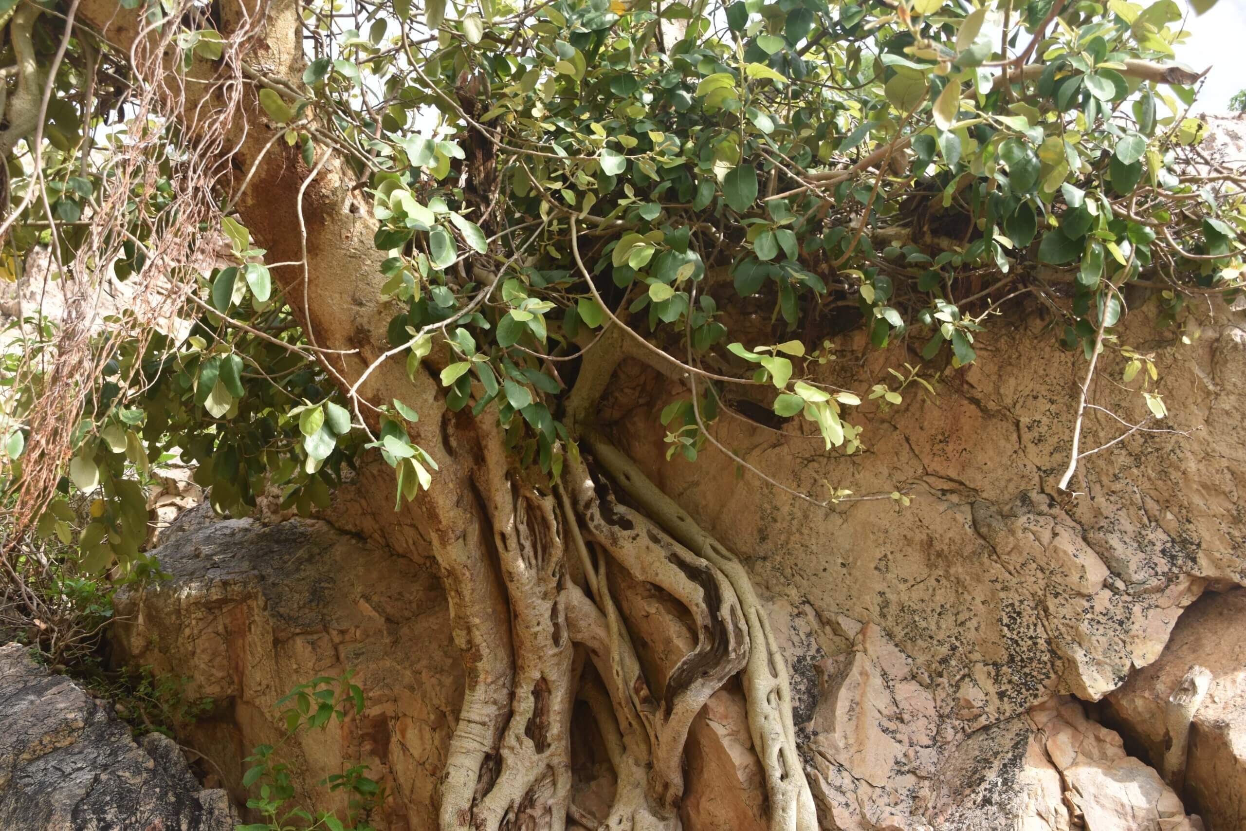 Ficus mollis