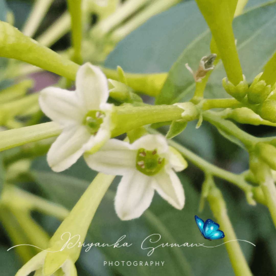 Cestrum nocturnum