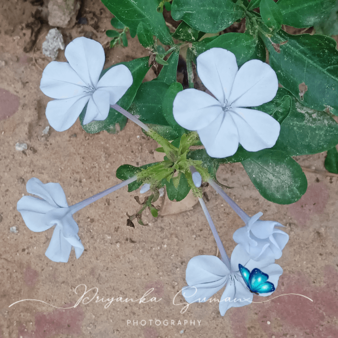 Plumbago auriculata