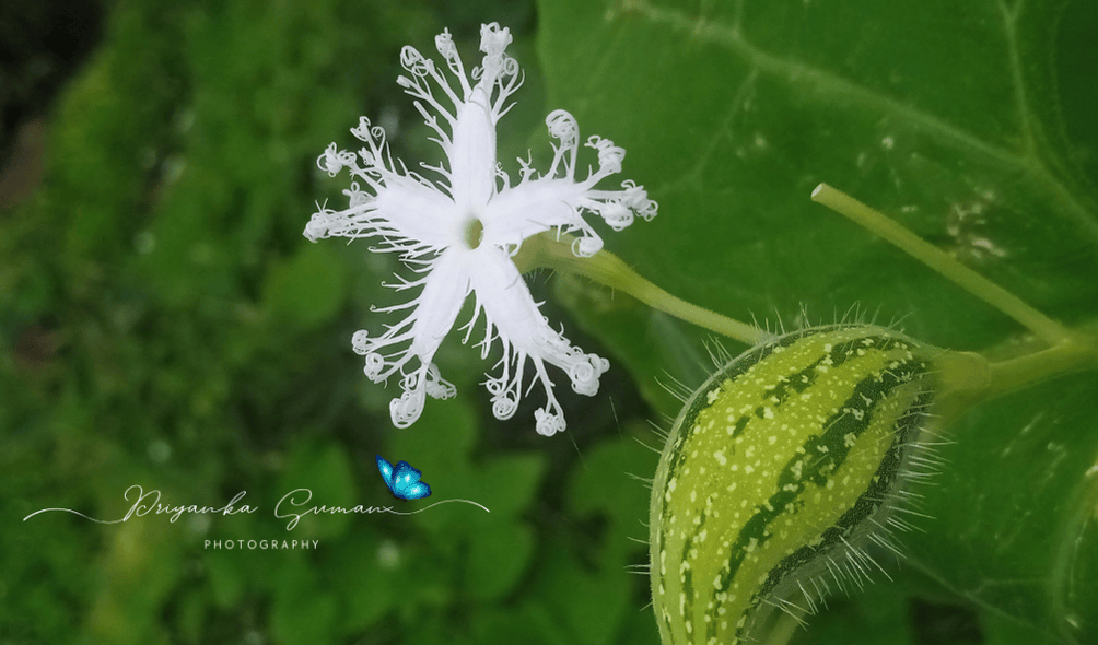 Trichosanthes cucumerina