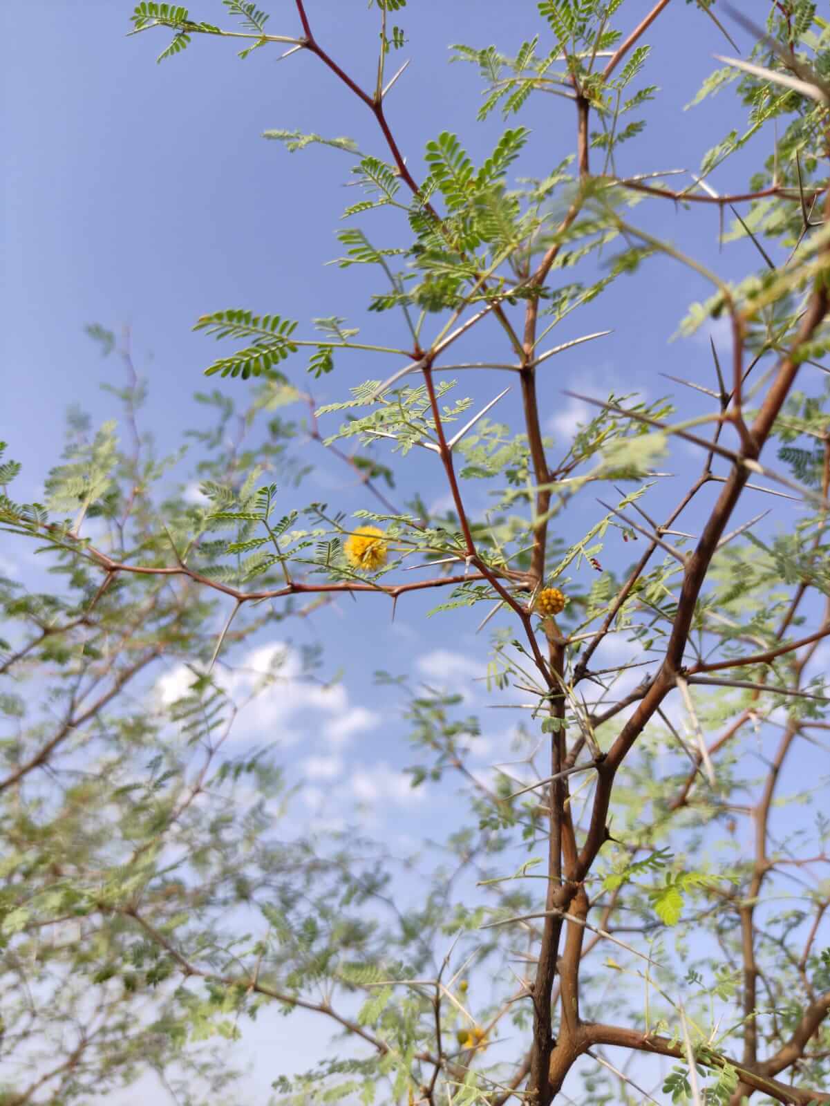 Vachellia jacquemontii (Benth.) Ali