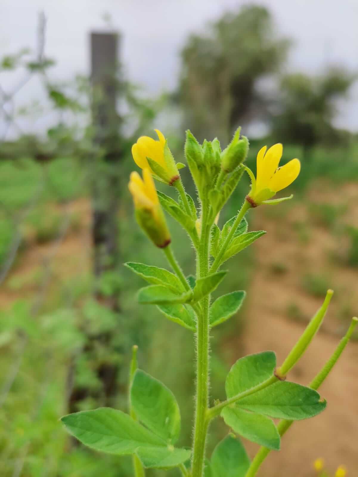 cleome viscosa 2