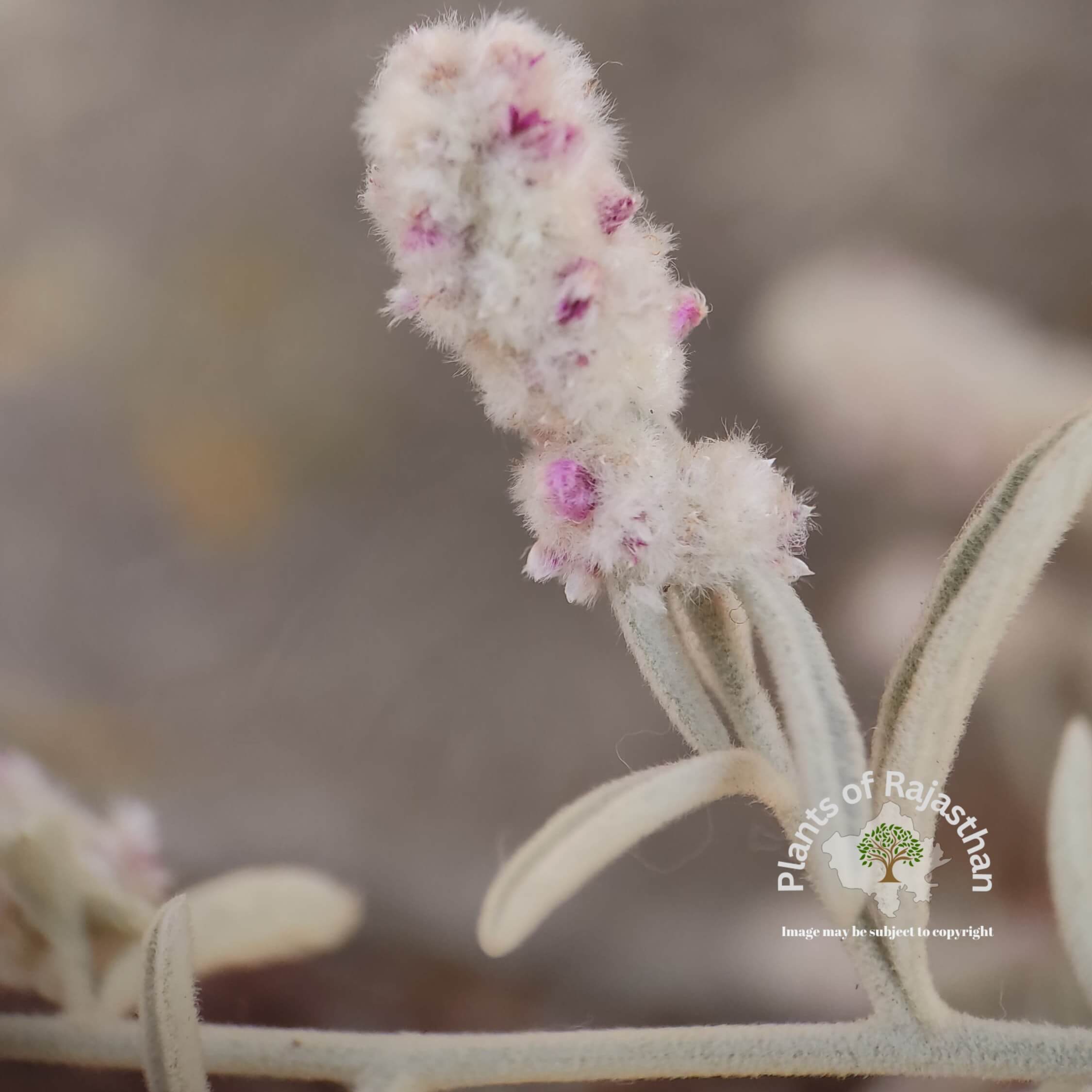 Aerva javanica var. javanica