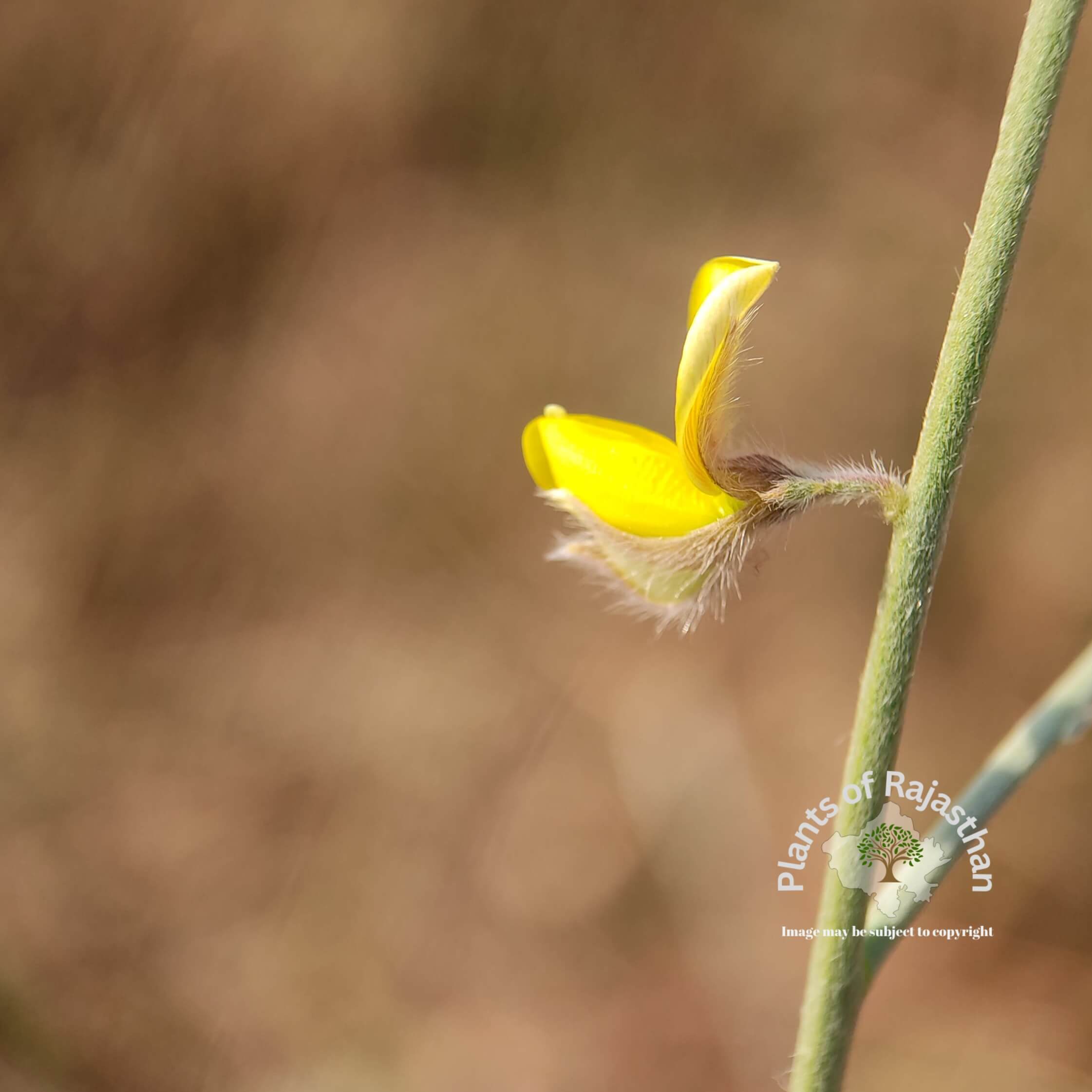 Crotalaria burhia