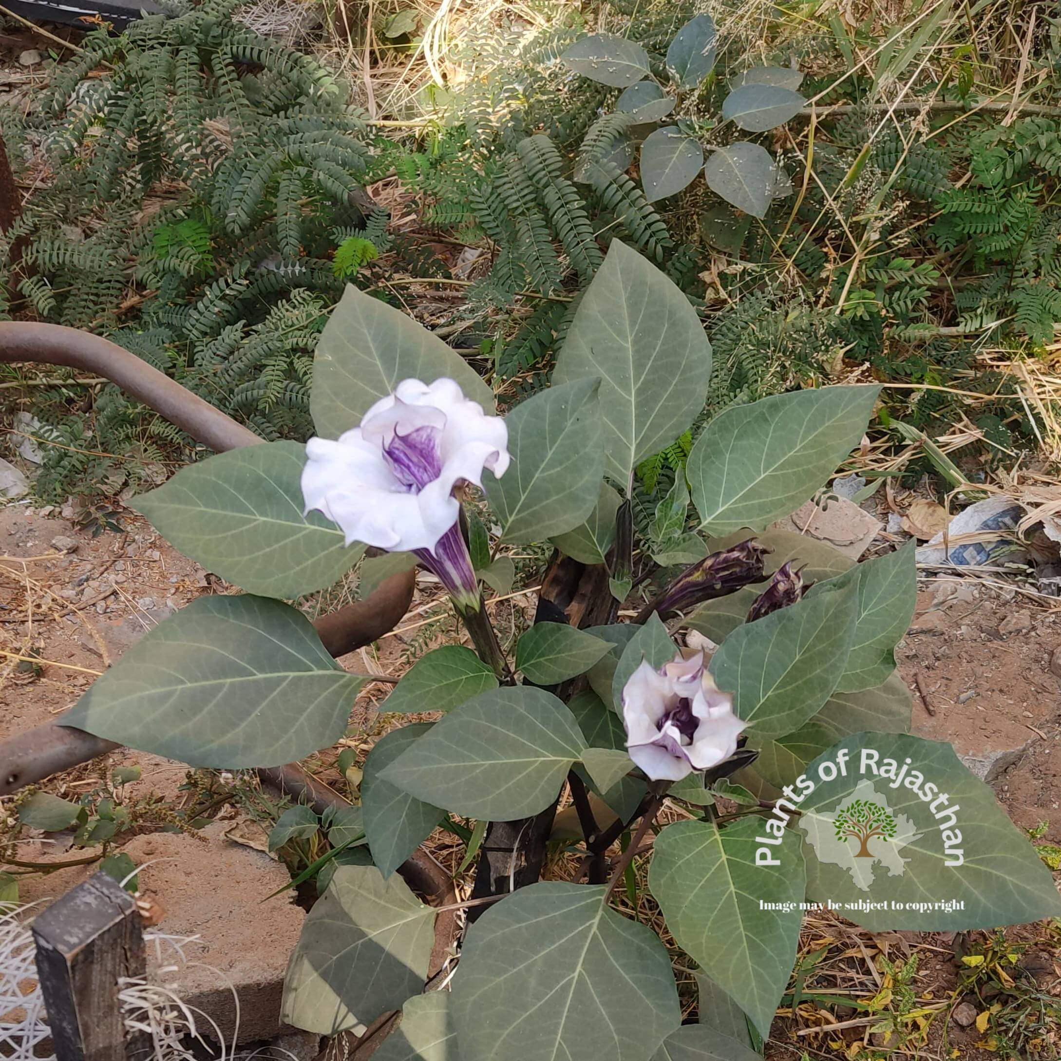 Datura metel