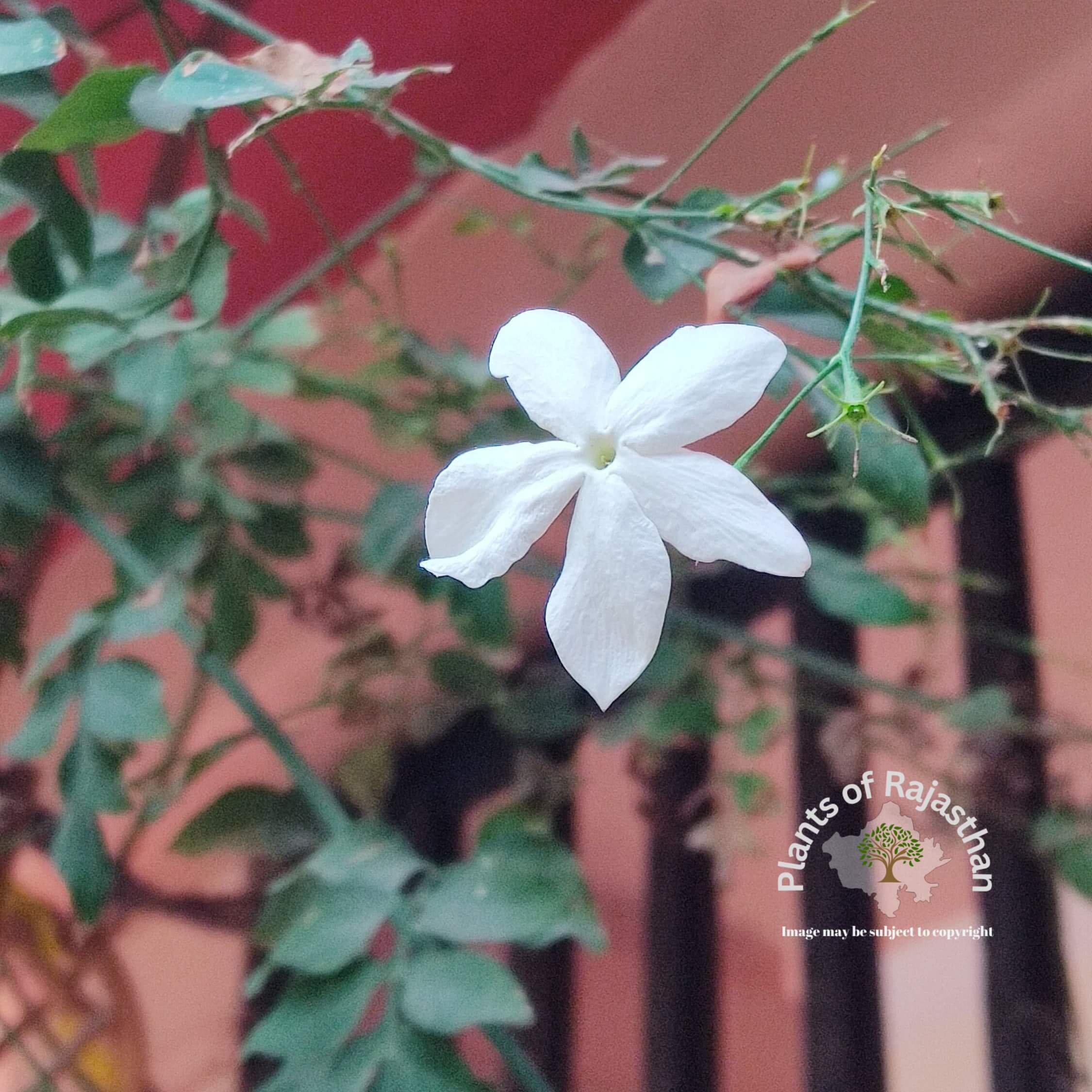 Jasminum grandiflorum