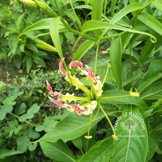 Gloriosa superba