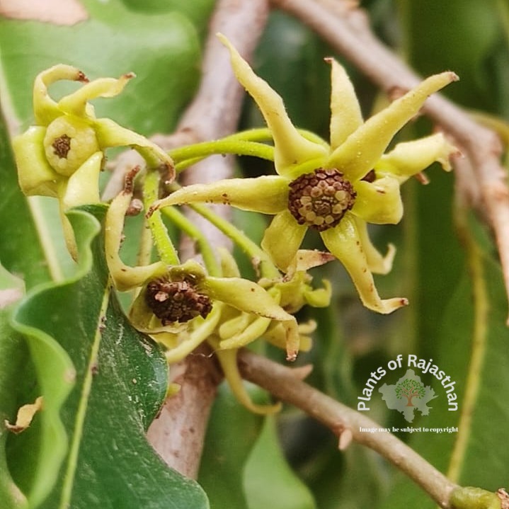 Monoon longifolium