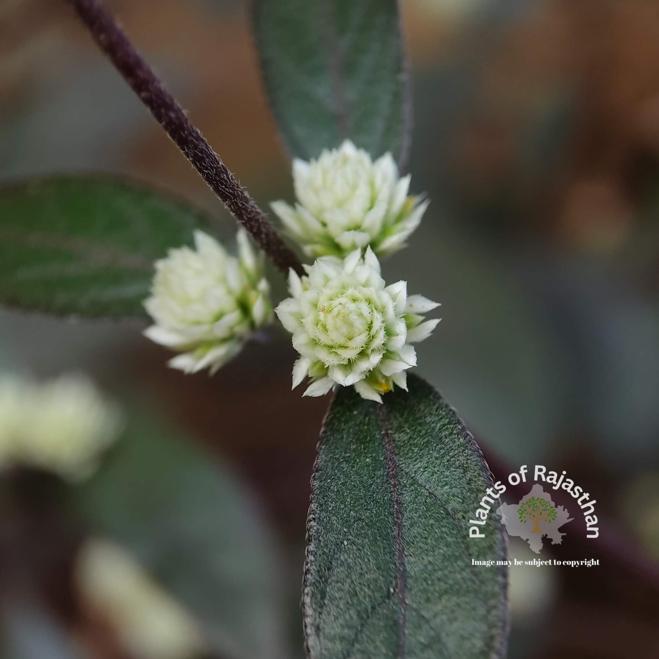 Alternanthera brasiliana