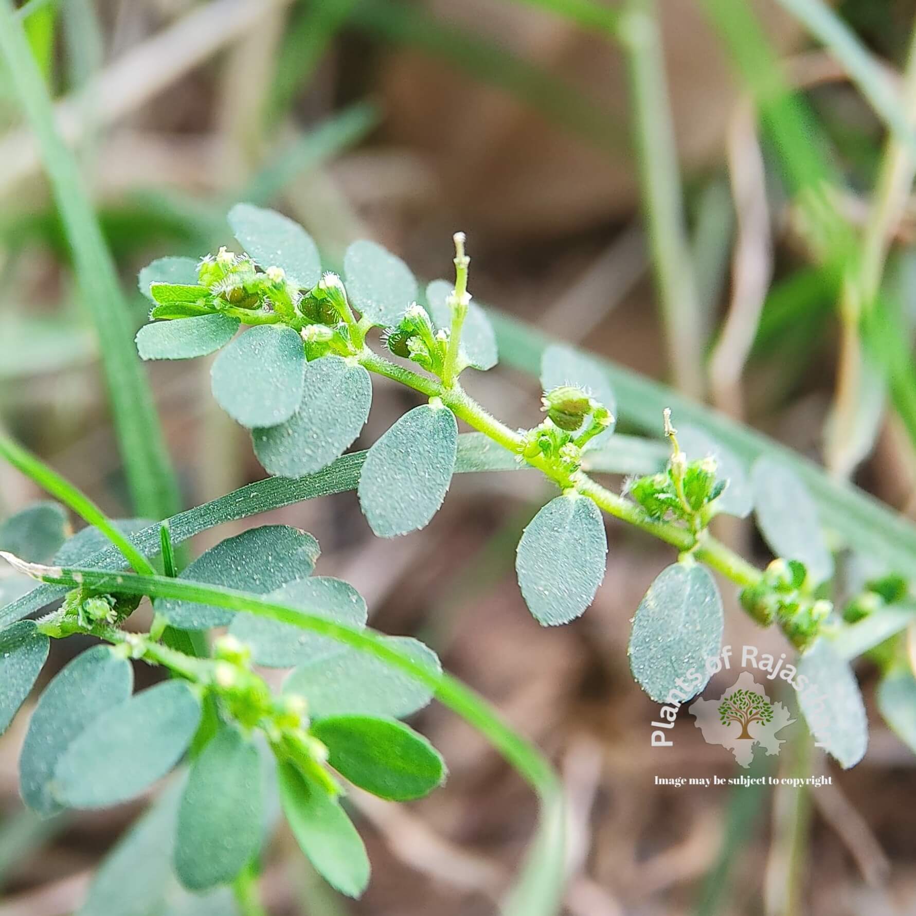 Euphorbia prostrata