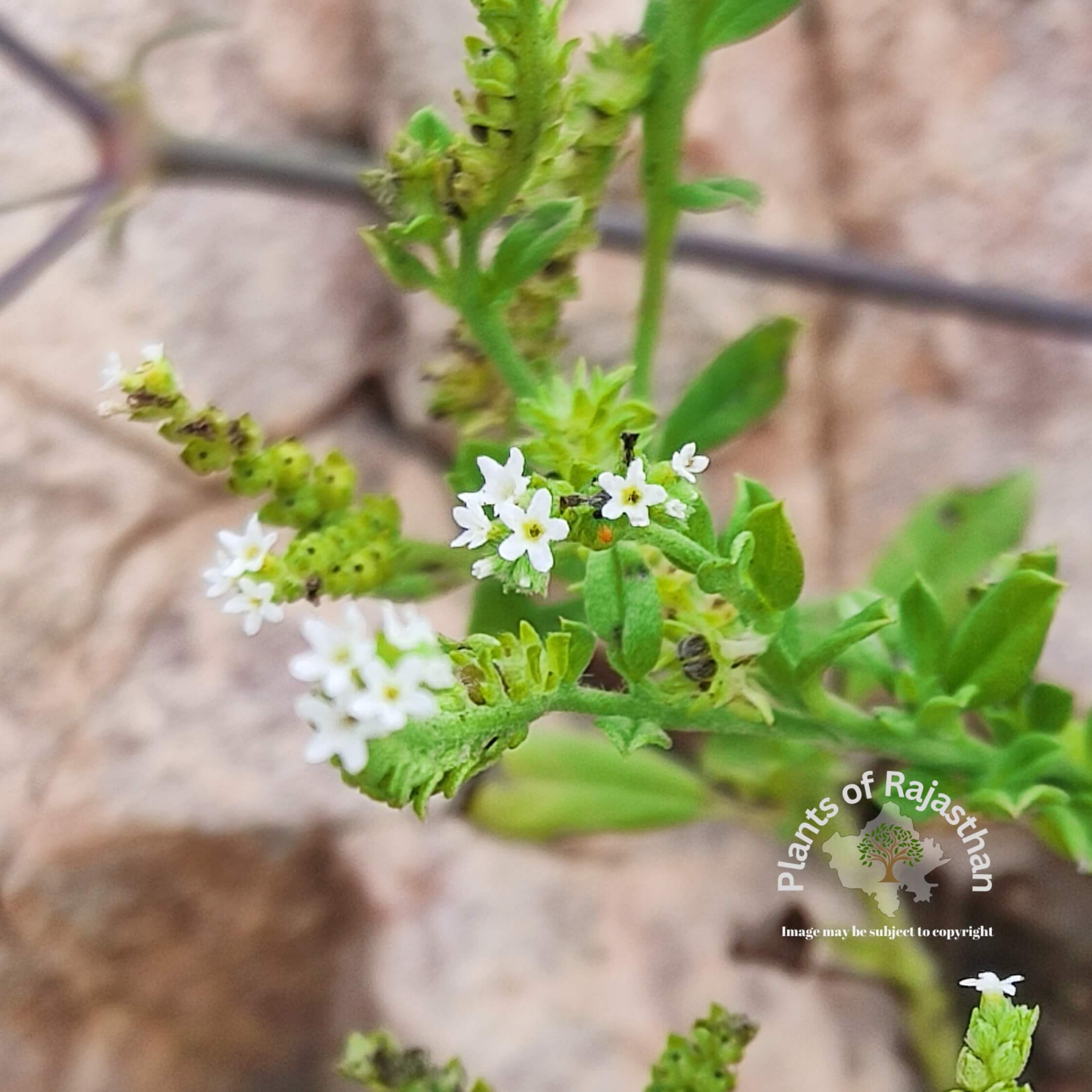 Heliotropium ovalifolium