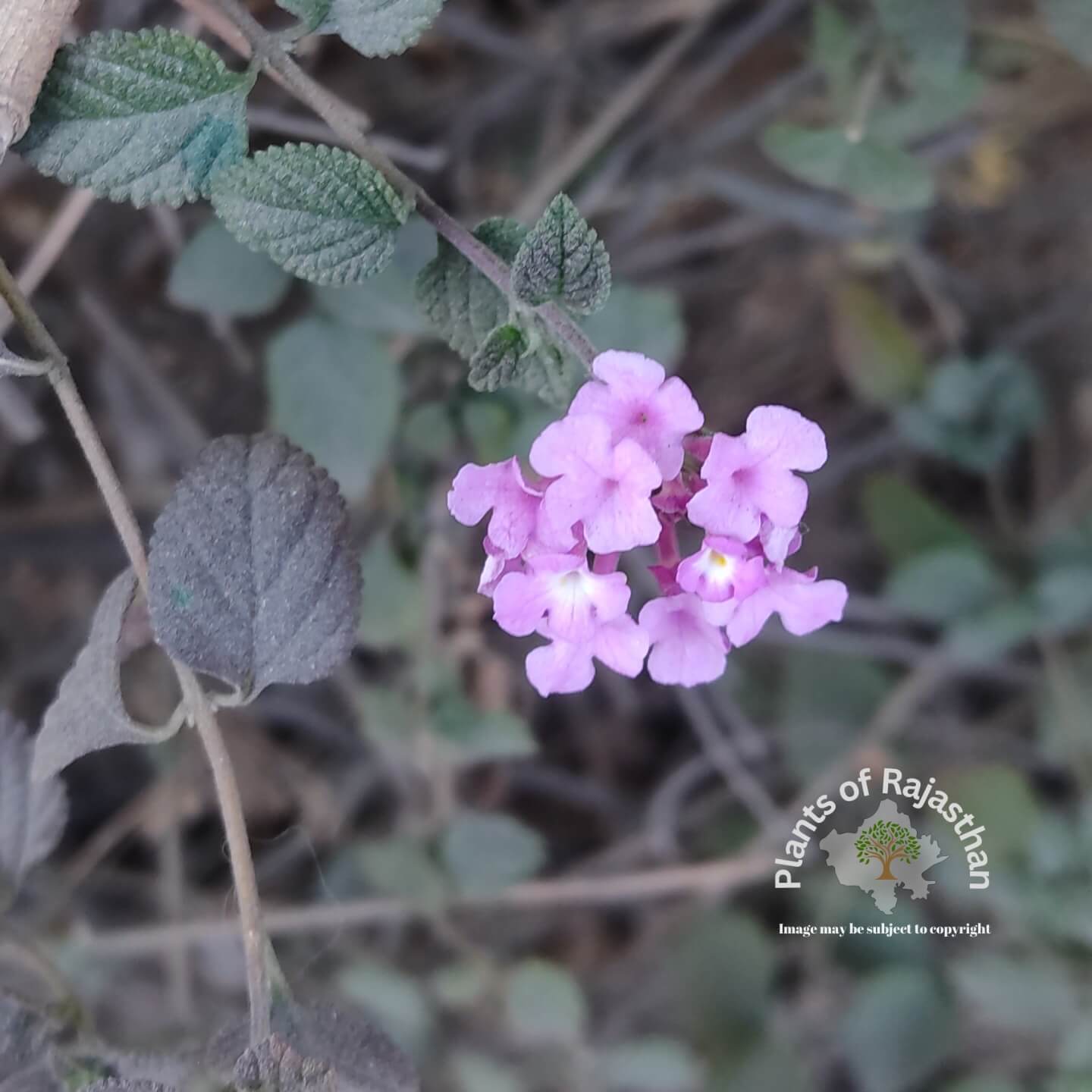 Lantana montevidensis