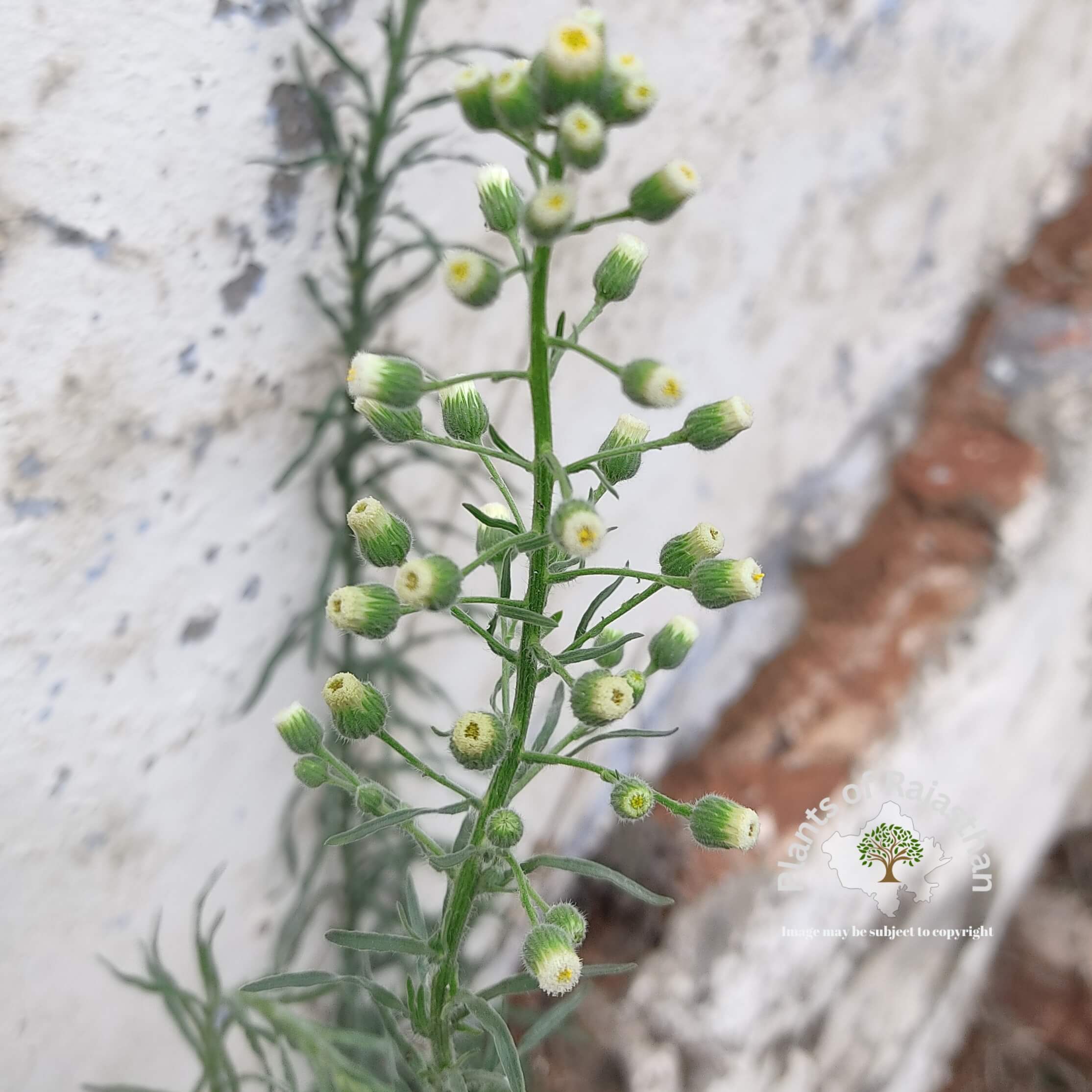 Erigeron bonariensis