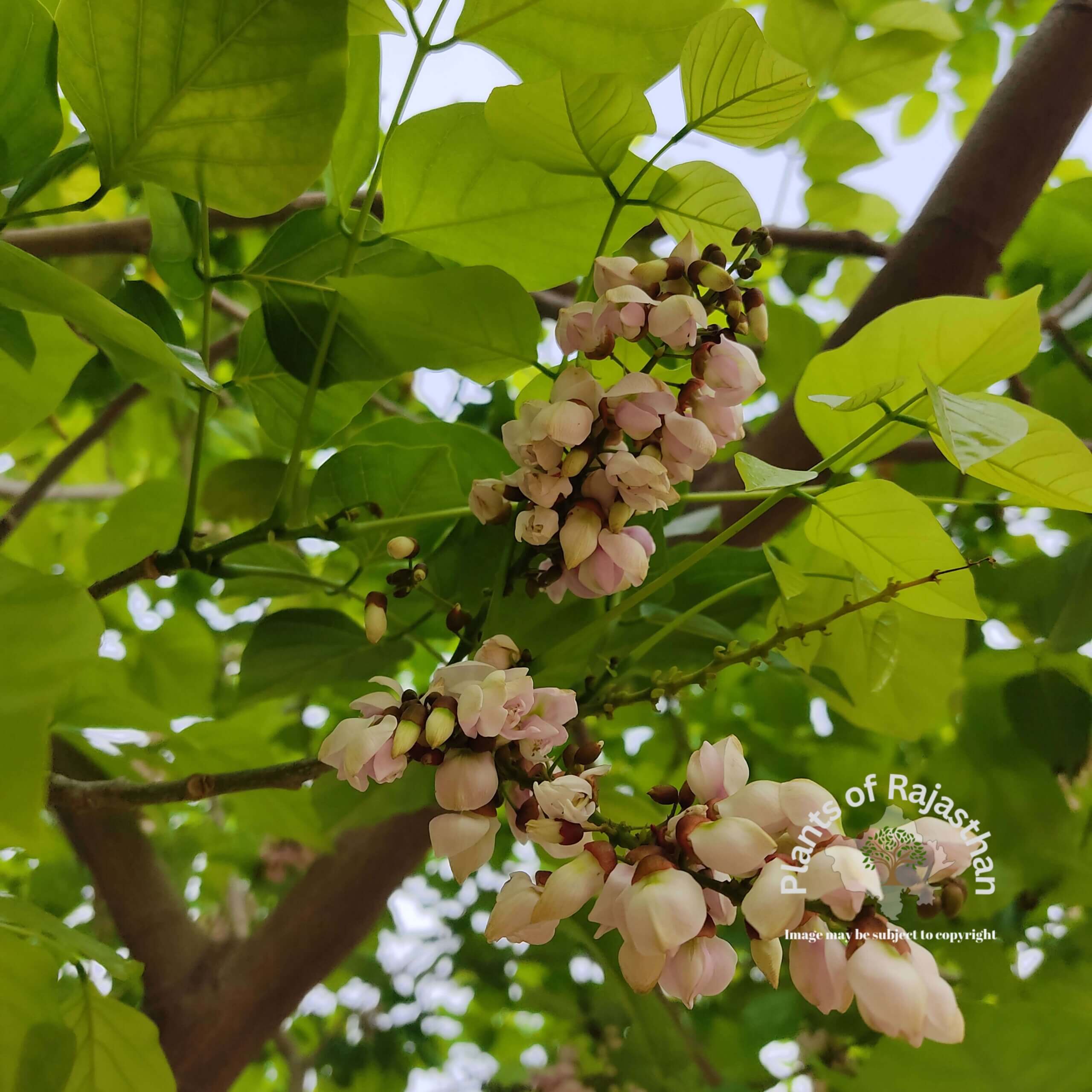 Pongamia pinnata