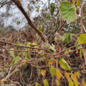 Grewia villosa Willd.