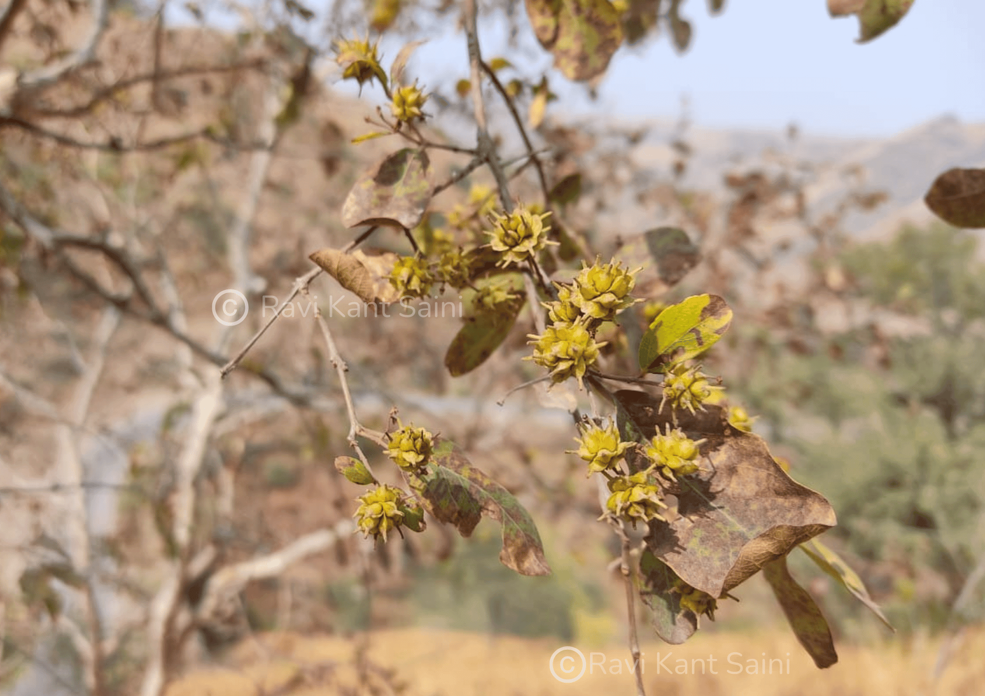 Anogeissus latifolia