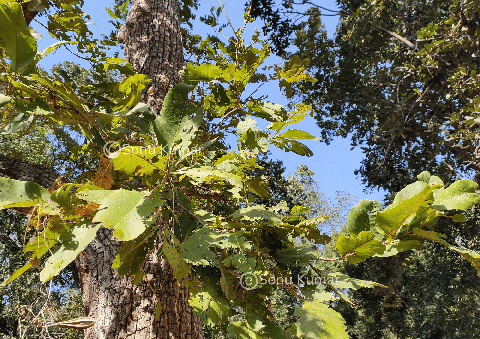 Terminalia elliptica Willd.