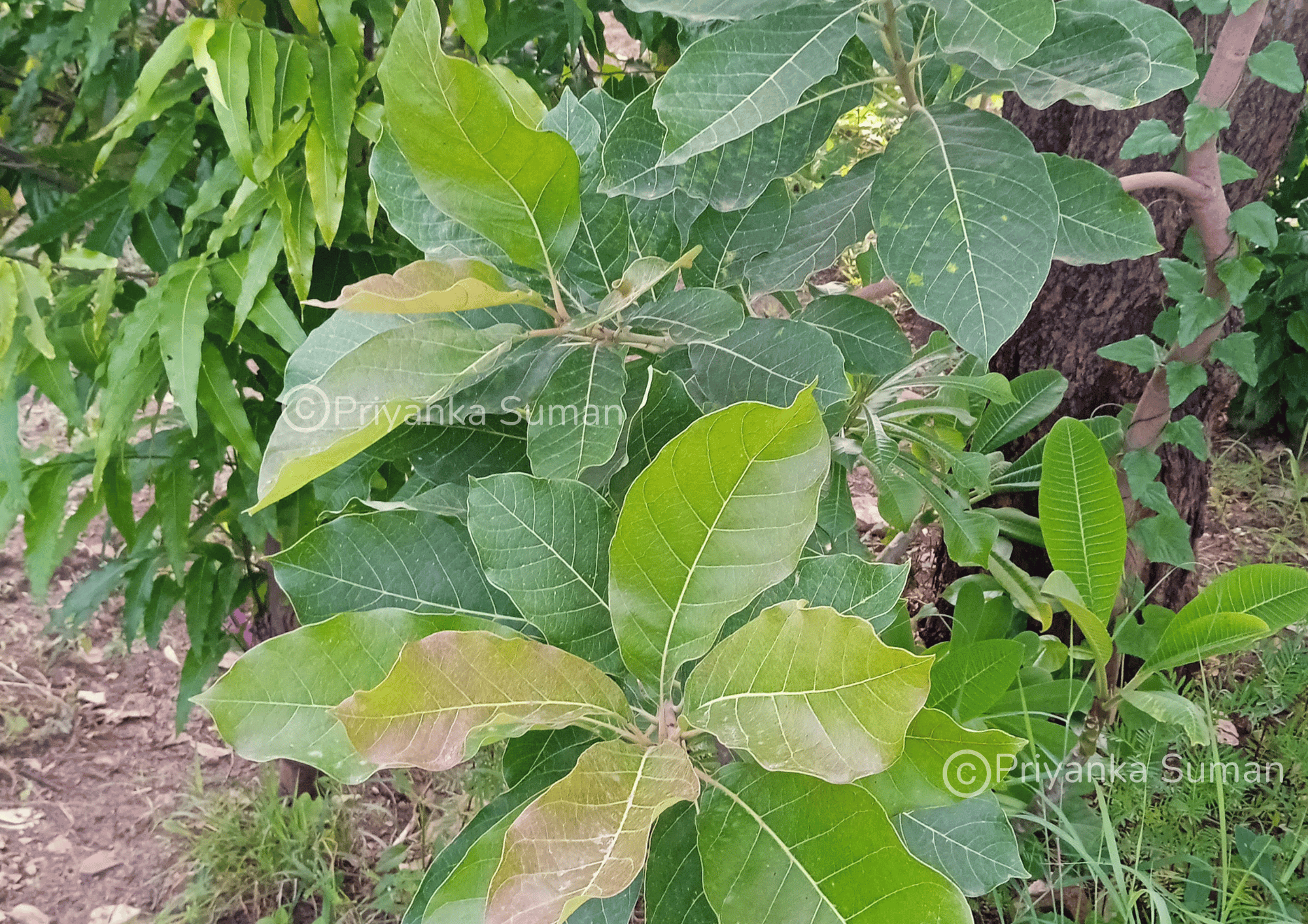 Terminalia bellirica